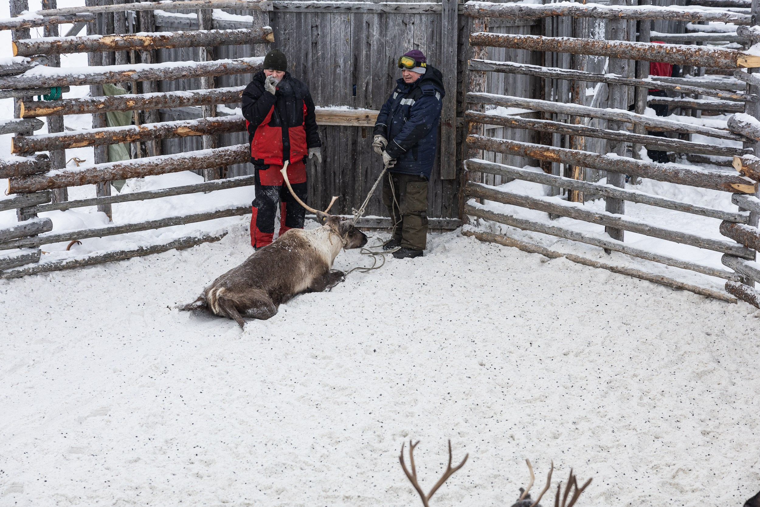 Ловозеро. Оленеводы. Алиса Северная. Визуальные исследования. Пейзажная и документальная фотография