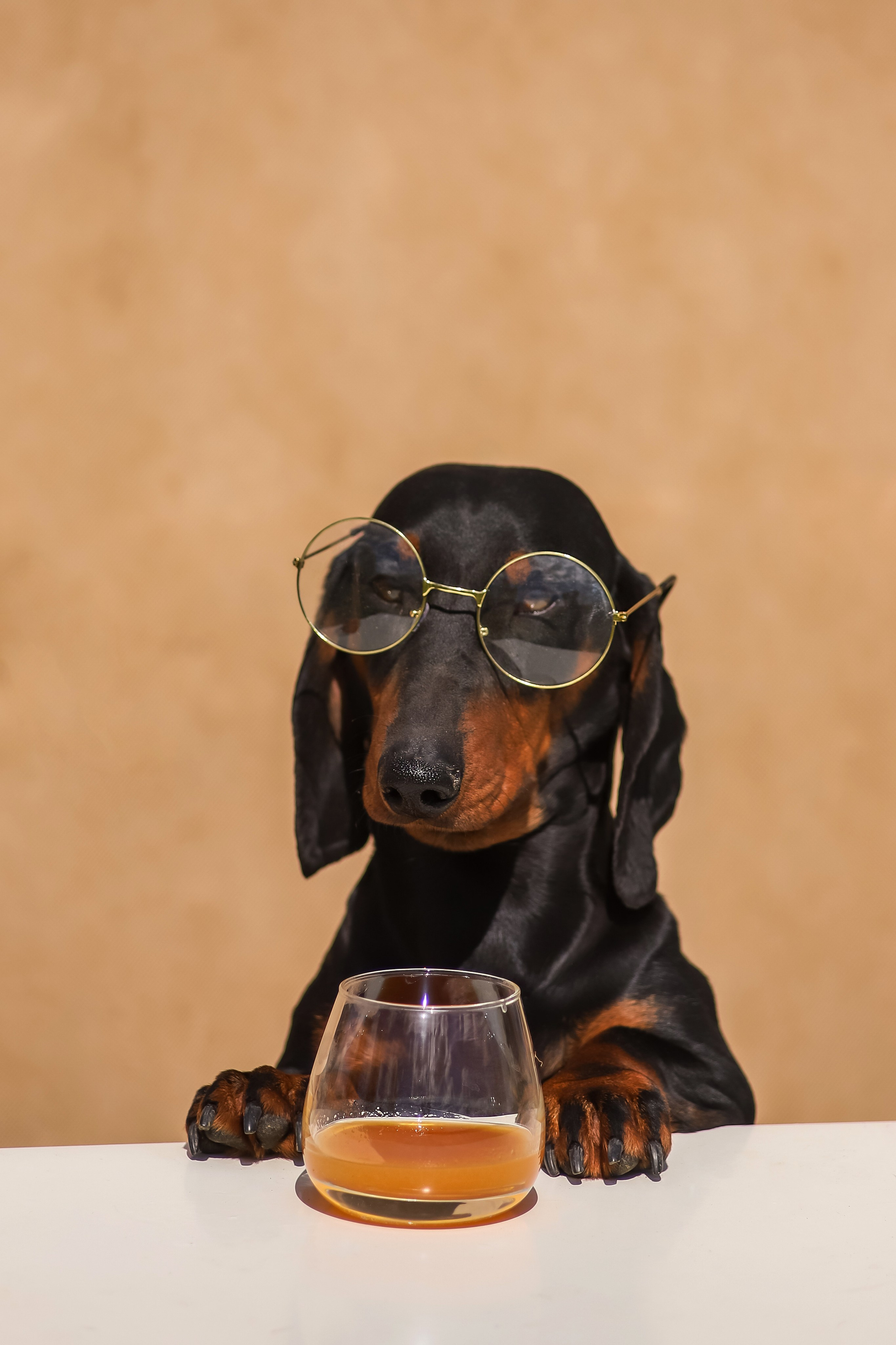 Salmon Oil бренд O2Pets. Фотограф Ольга Мурзина