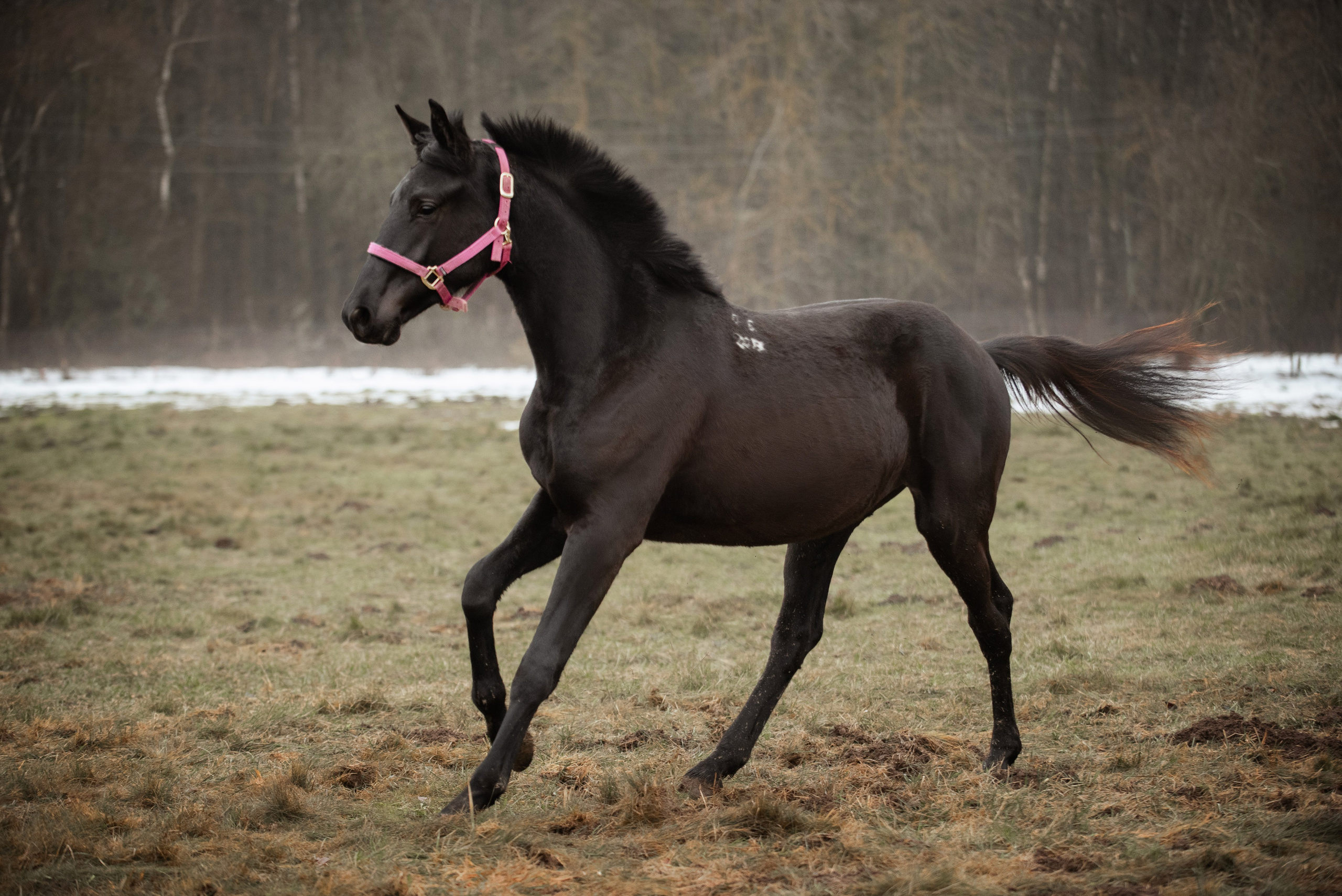 Мелкаши ЮНА. Куракина Дарья • Конный фотограф