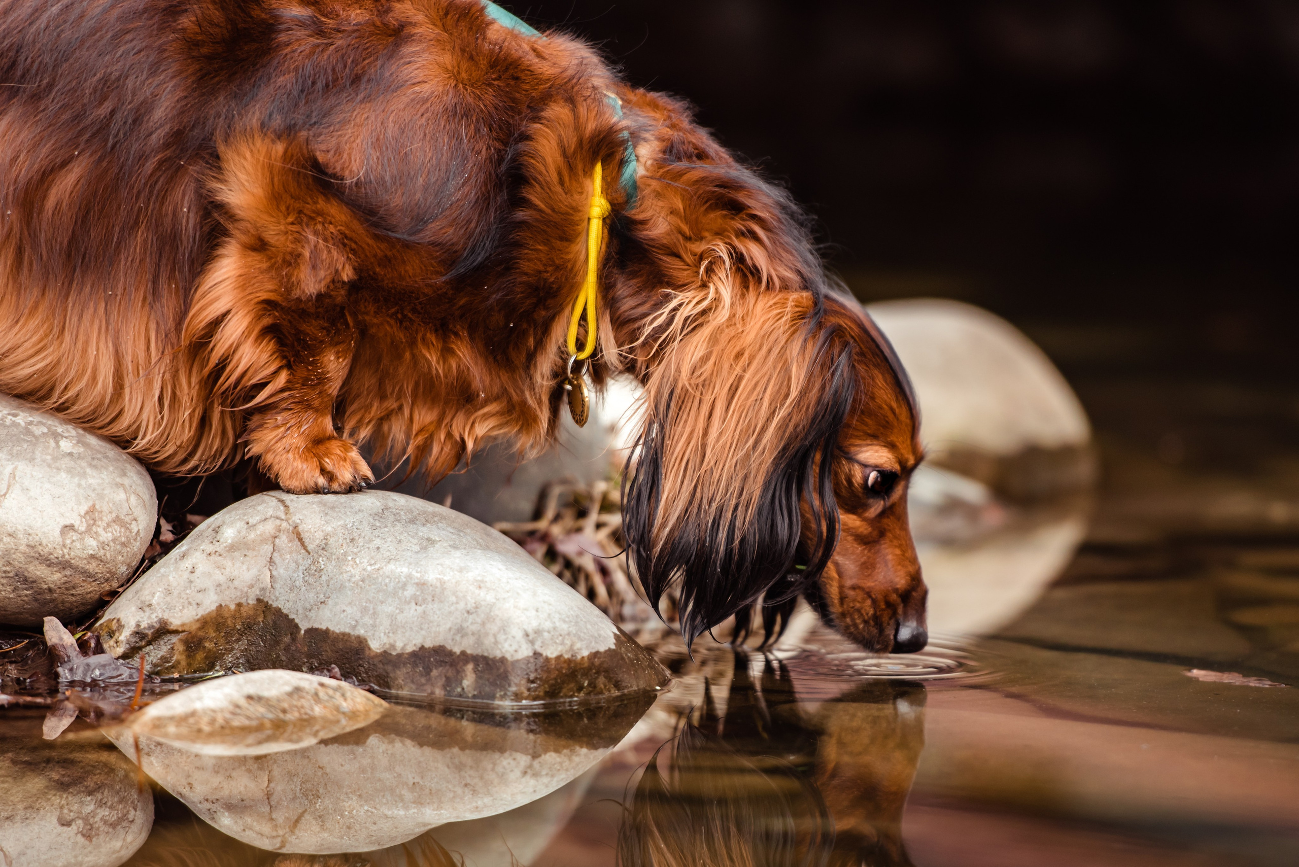 Таксы на Красной площади. Семейный Фотограф в Москве Ирина Хохлова