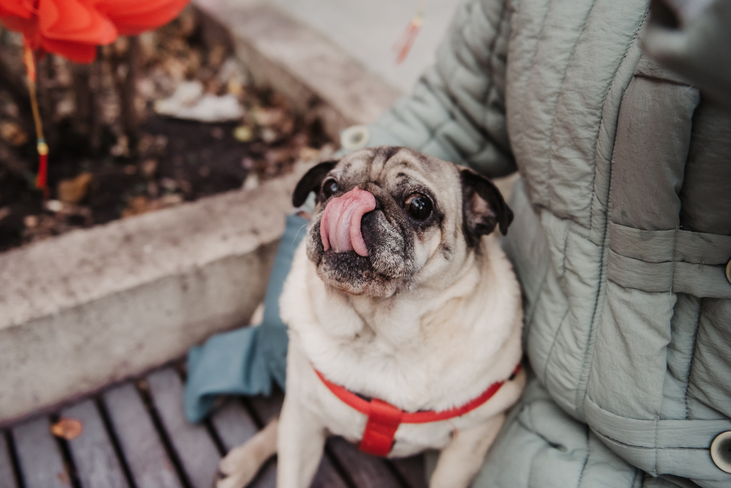 Ольга и Потапум. Прогулка к чайному дому. Семейный Фотограф в Москве Ирина Хохлова