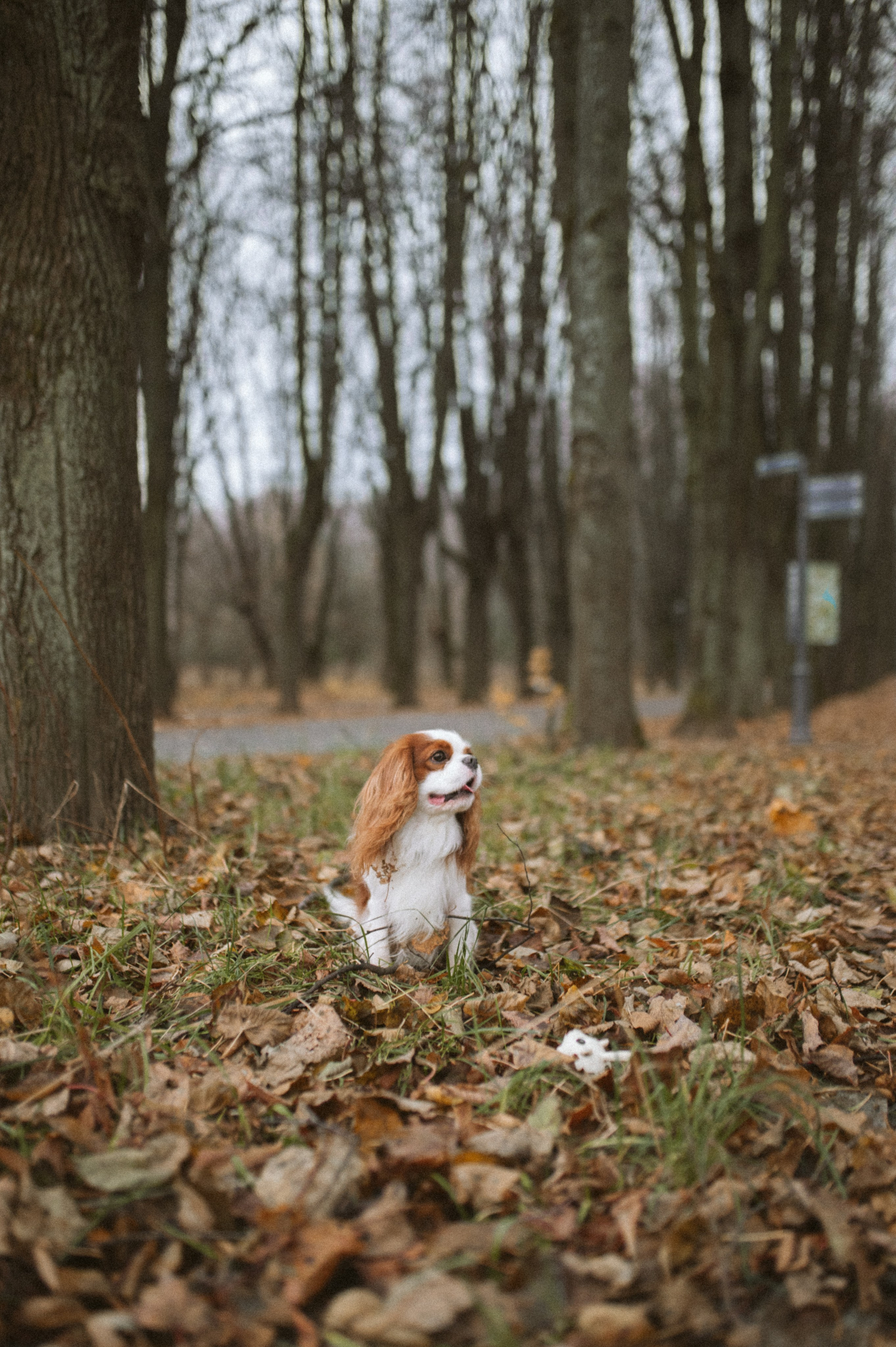 Настя и Тэйлор. Фотограф анималист в Москве Ольга Агушева