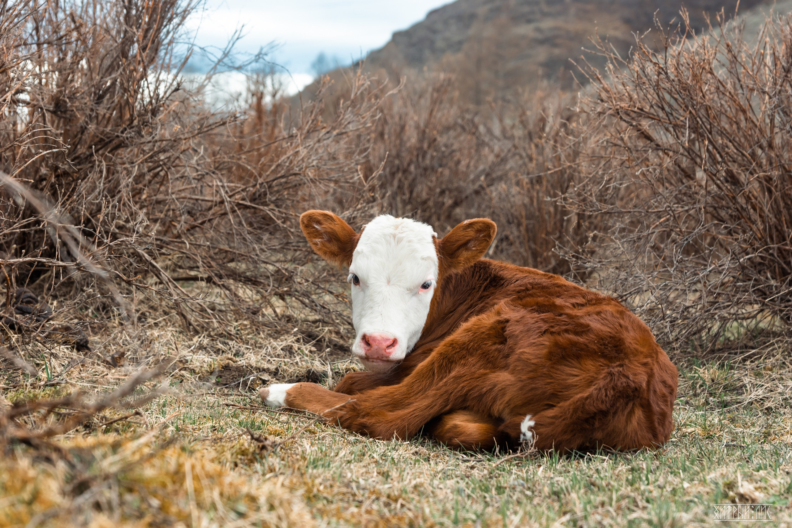 Алтай. Фотограф-путешественник Самойлов Максим «Sly Fox»