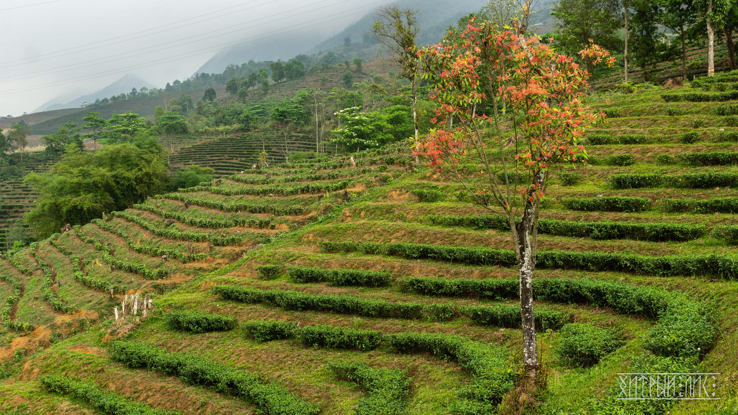 Вьетнам. Фотограф-путешественник Самойлов Максим «Sly Fox»