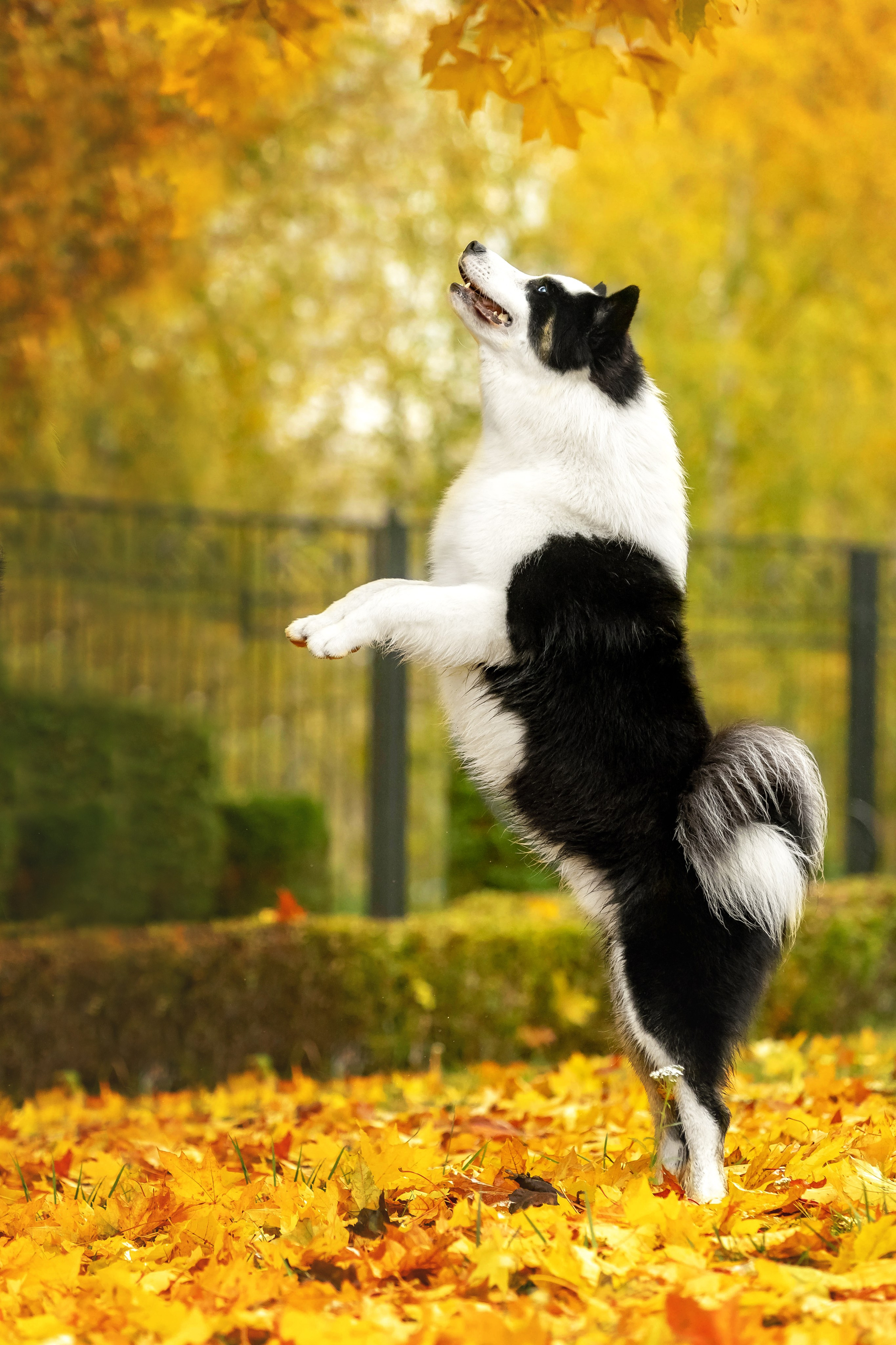 Якутская Лайка Гард. Https://moshkovaphoto.ru/