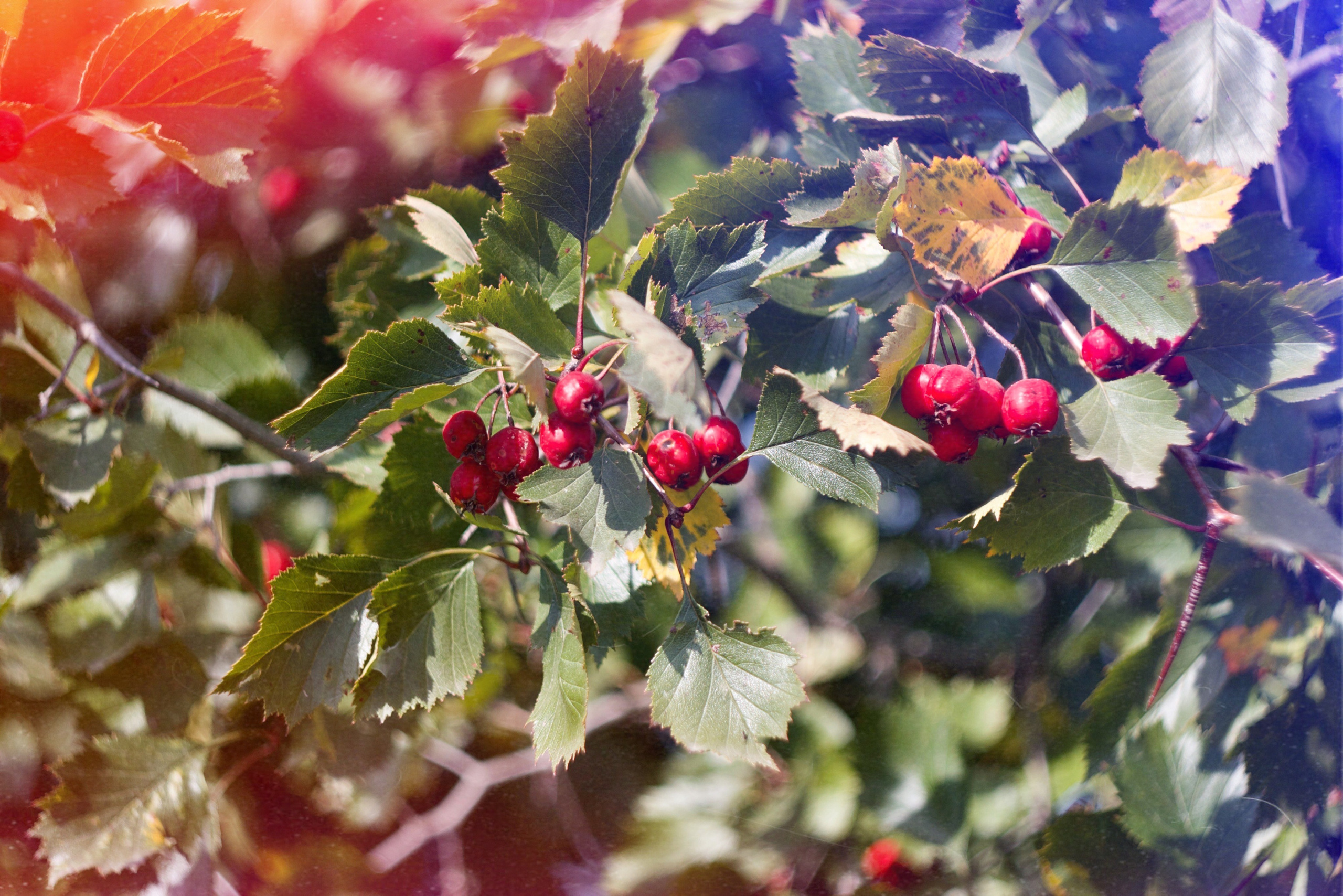 Флористическая. KUPINИ | ФОТО — сайт портфолио по мультижанровой съёмке | фотограф Сергей Мар