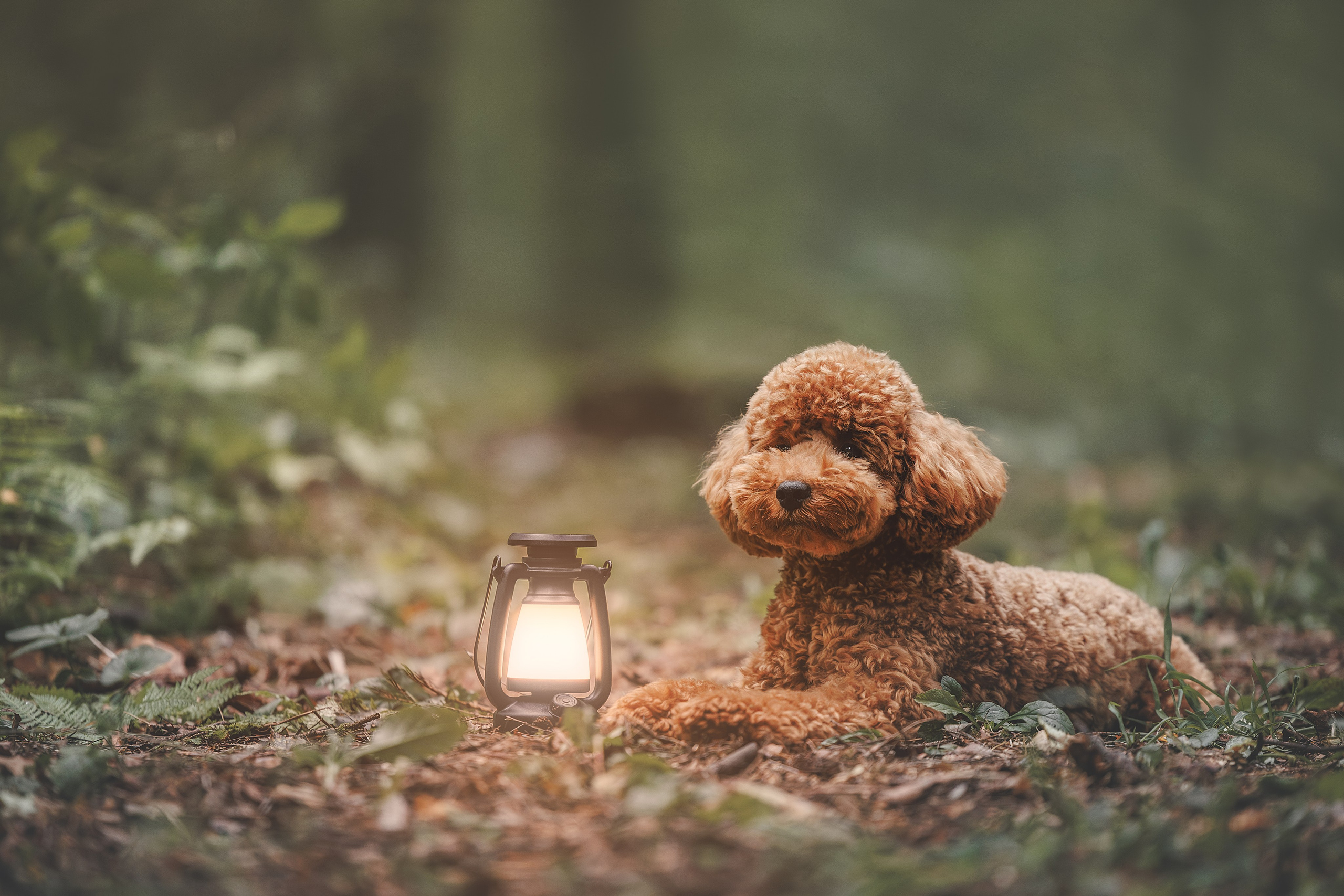 Лесная прошулка. Фотограф Анималист в Москве Анастасия Жучкова