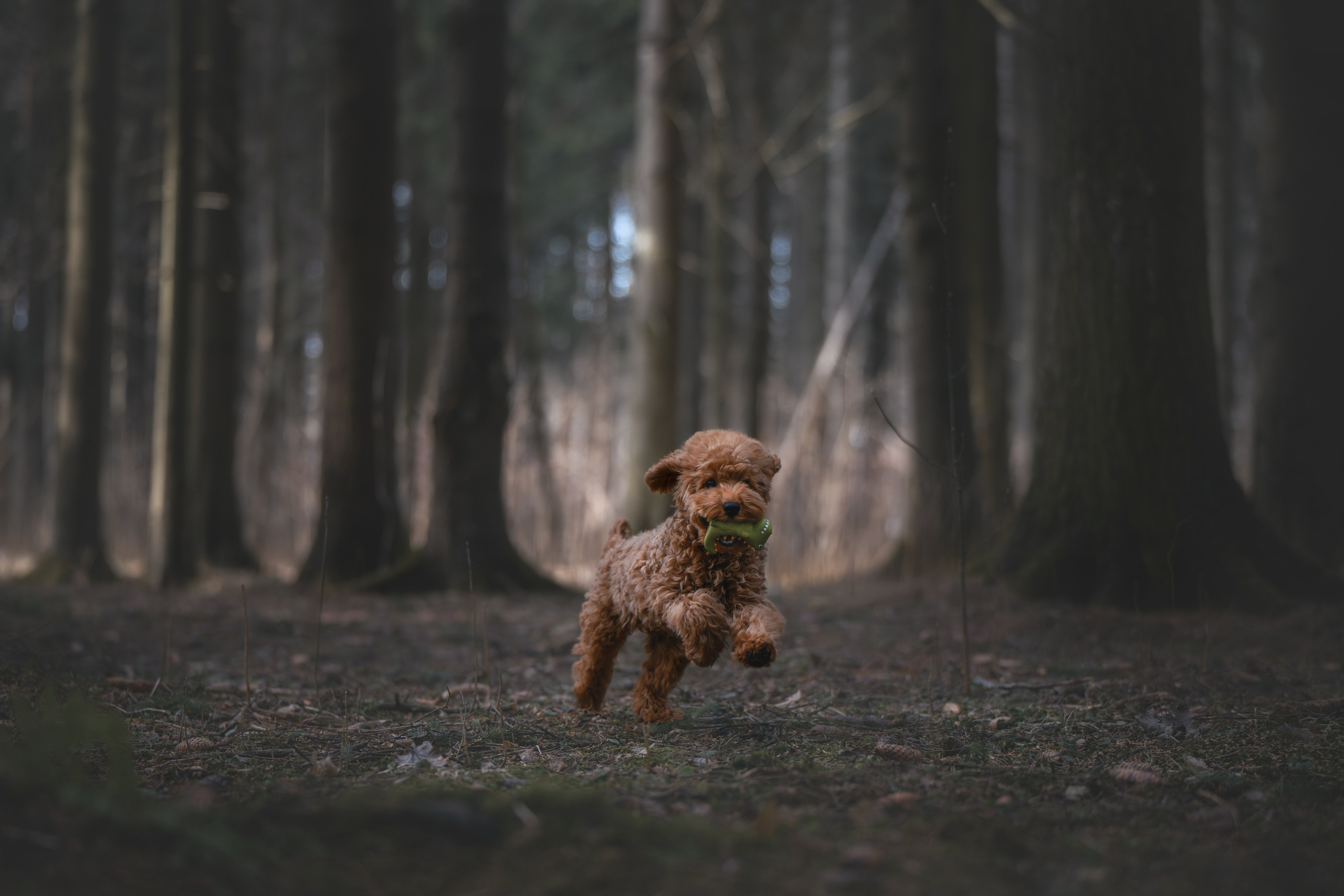 Пудель в лесу. Фотограф Анималист в Москве Анастасия Жучкова