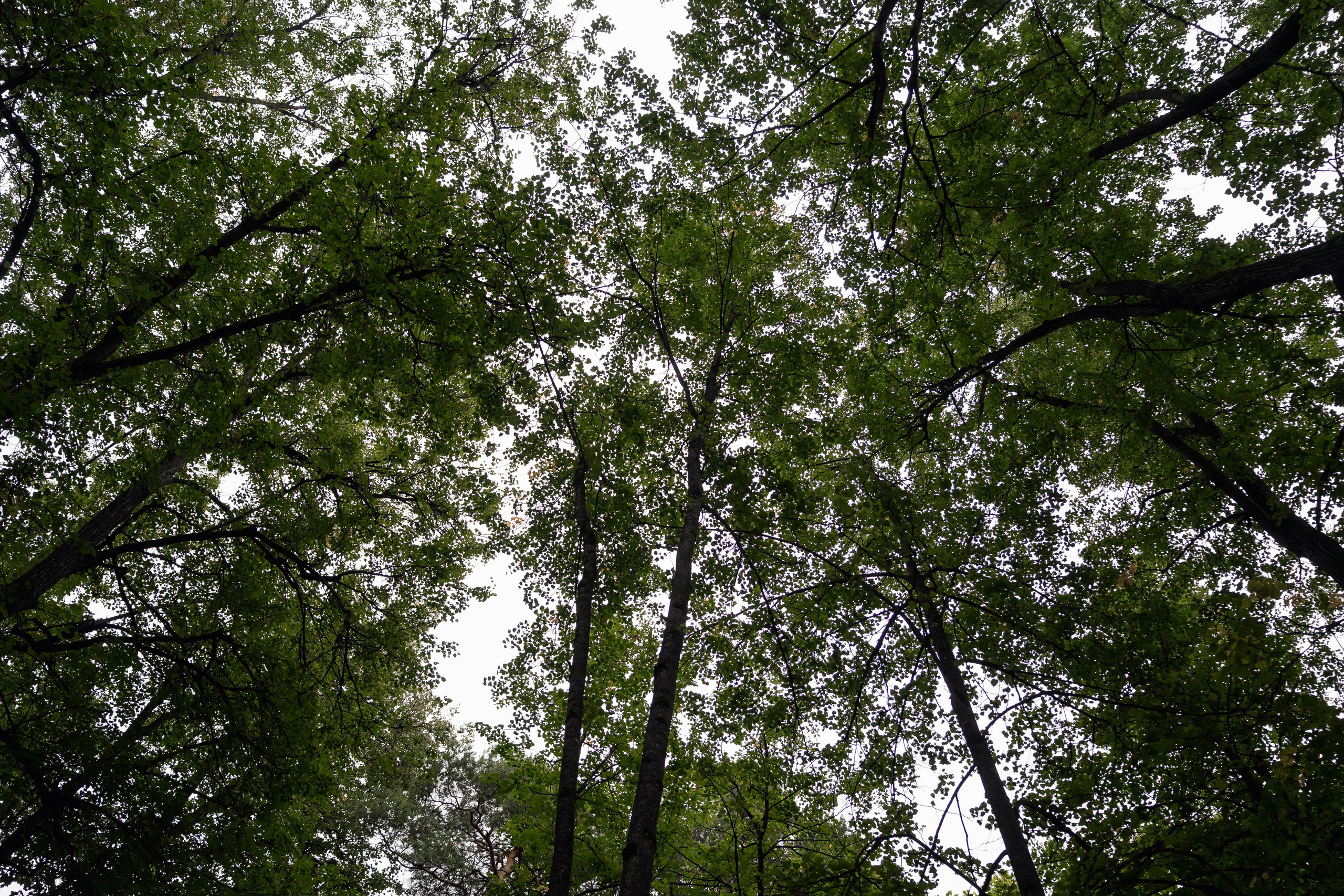 Добро пожаловать в любовь. Свадебный фотограф Москва и МО