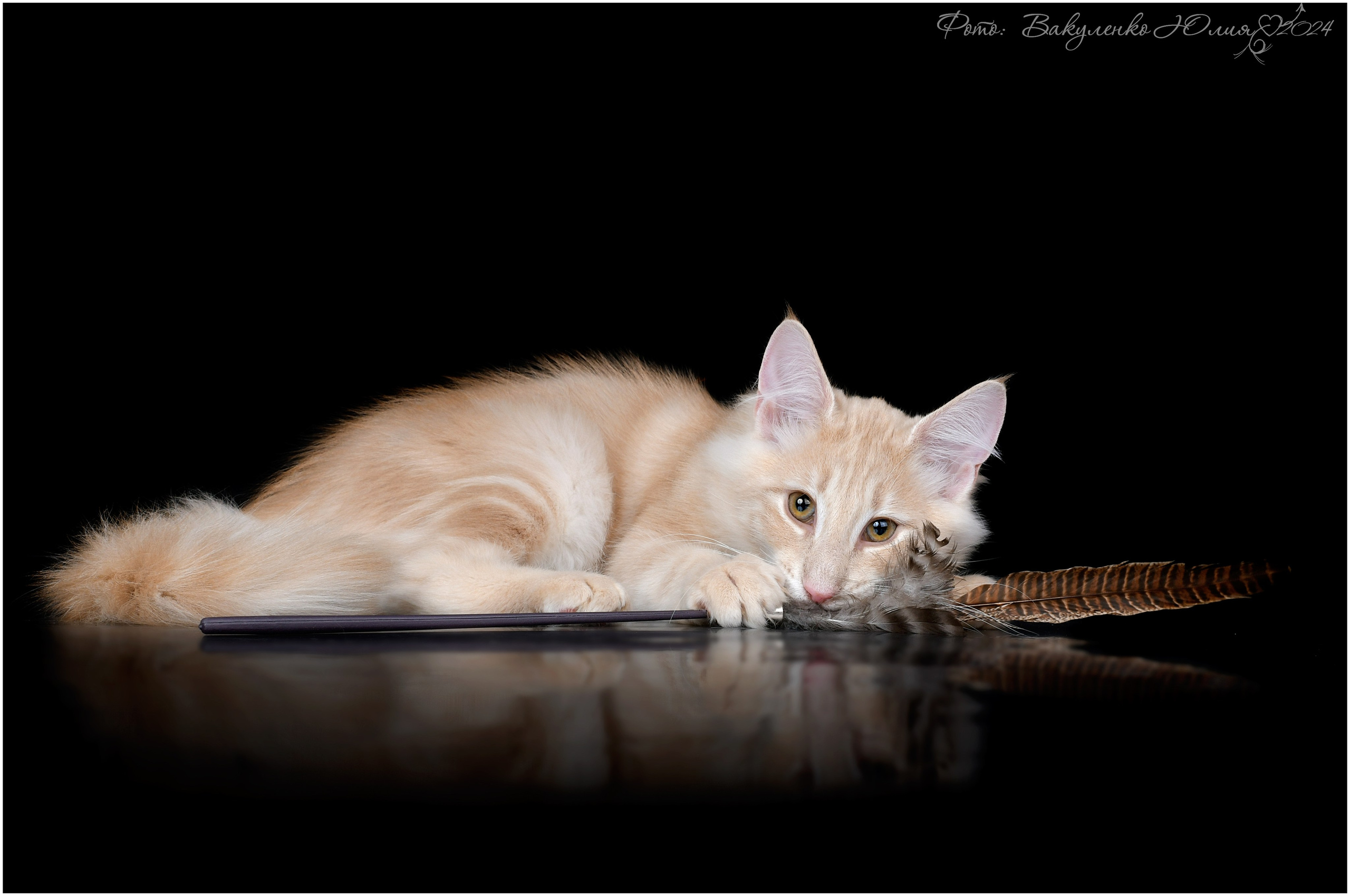 Котята. Фотограф анималист | семейный Юлия Вакуленко, г. Краснодар