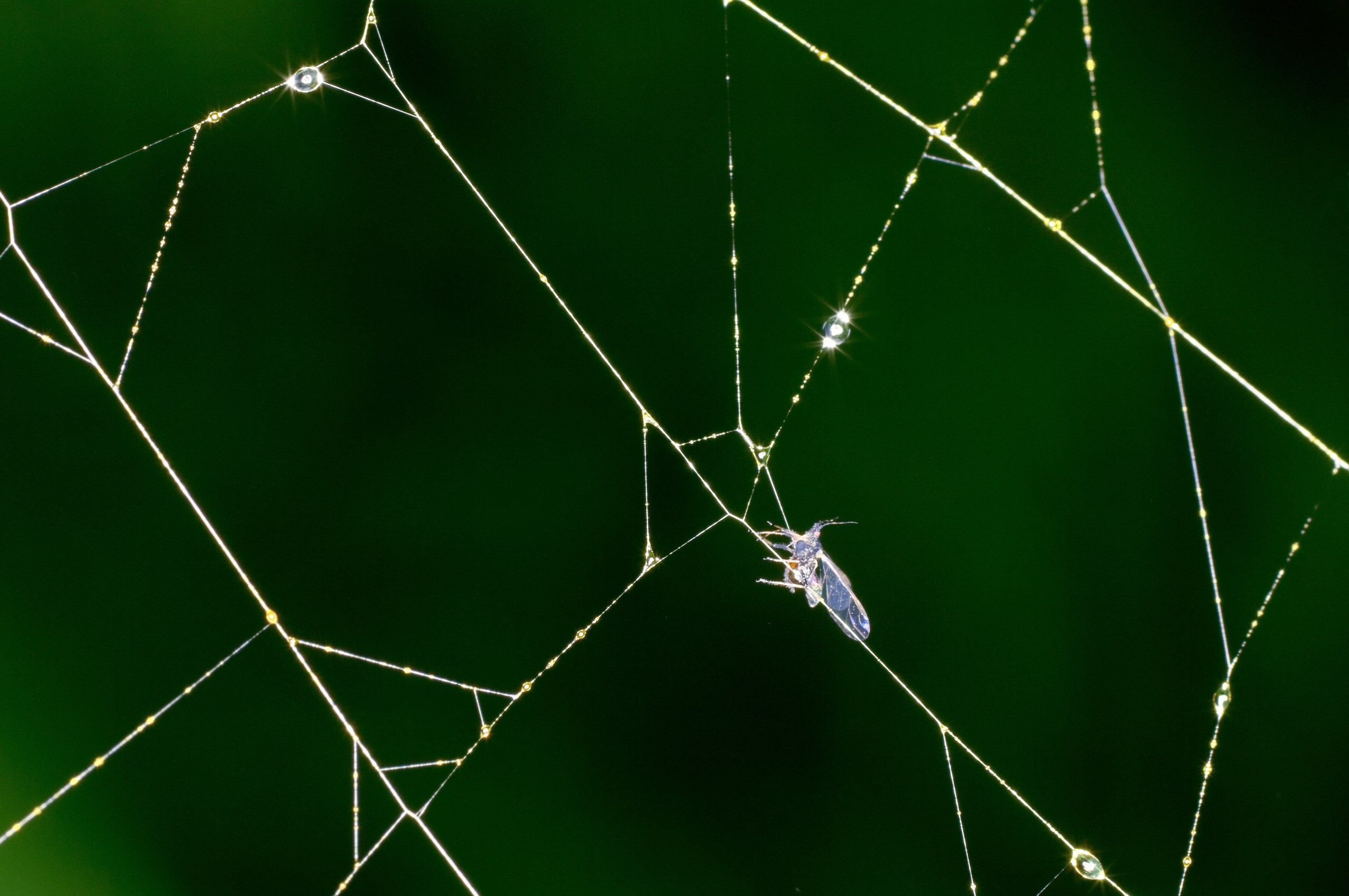 Осязаемая красота. Авторские стильные фотокартины