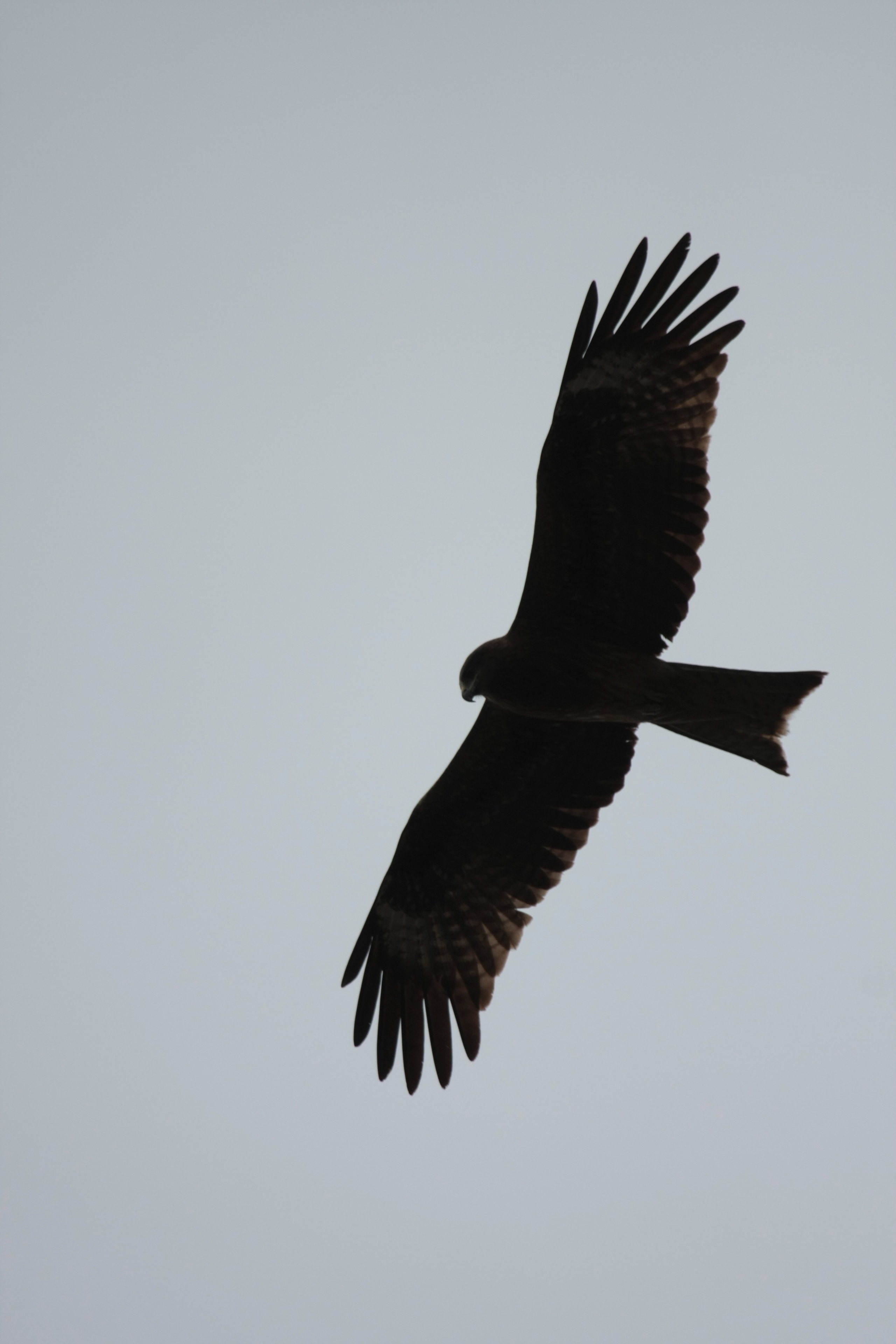 Фото Природы Забайкалья. Студия Максима Белослюдцева