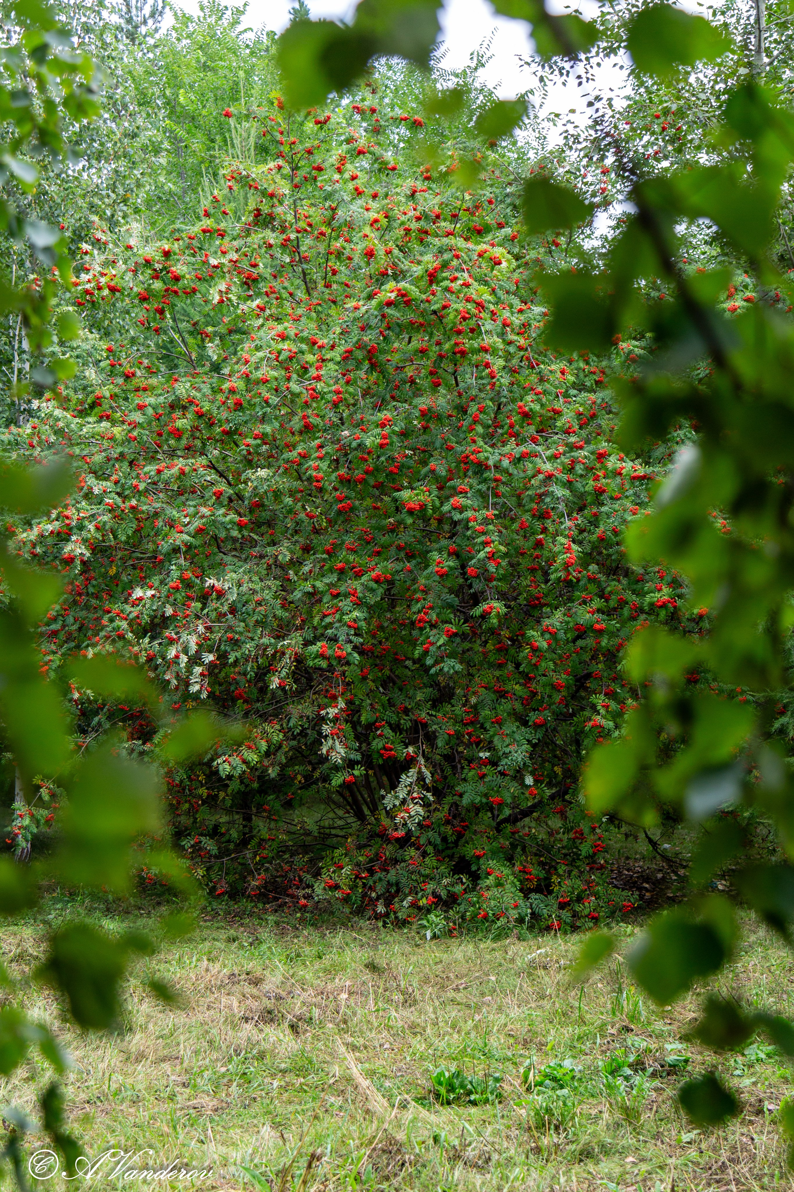 Красота природы. Фотограф Омск | Александр Вандеров