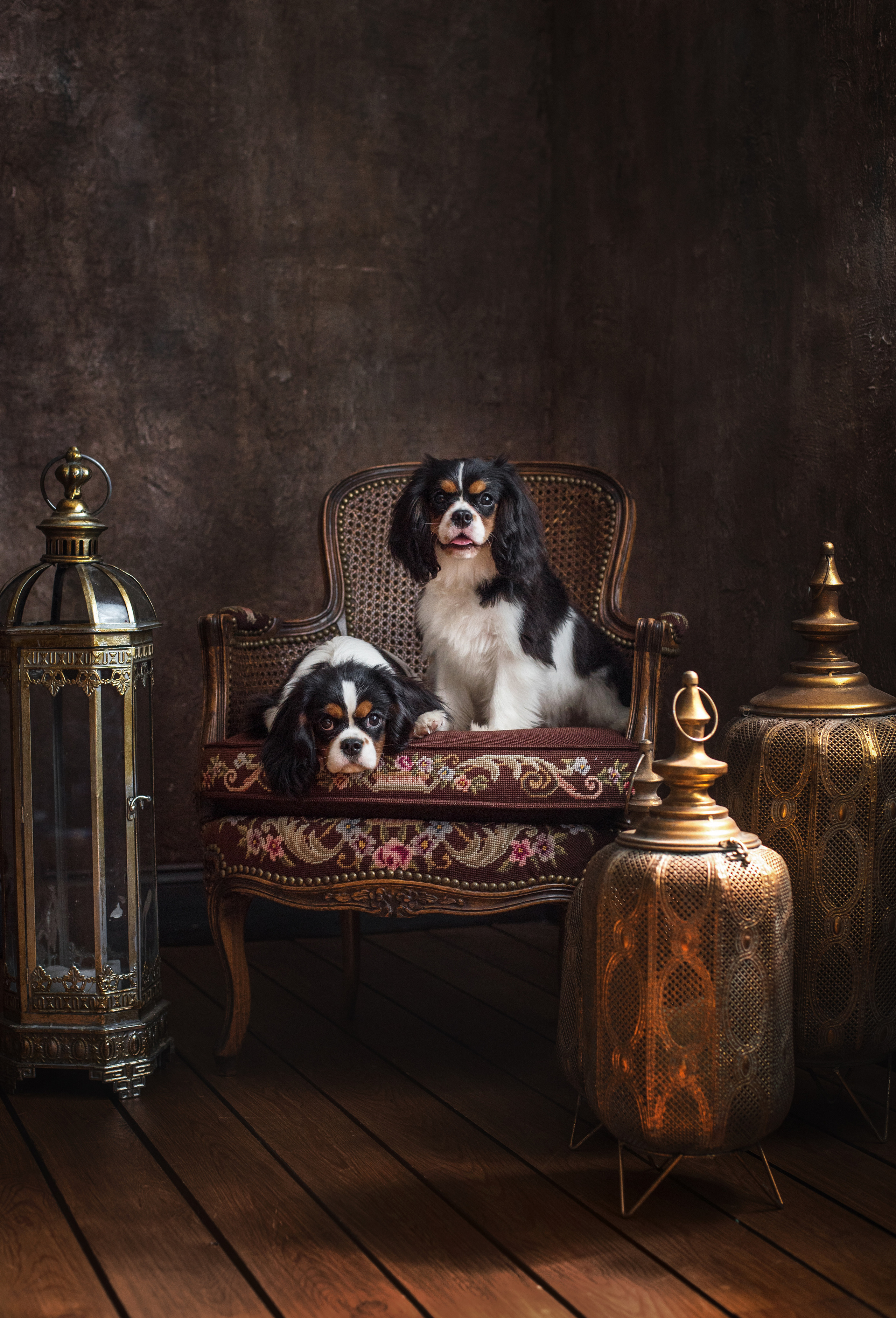 Портфолио. Фотограф-анималист в Екатеринбурге Марина Шишкина