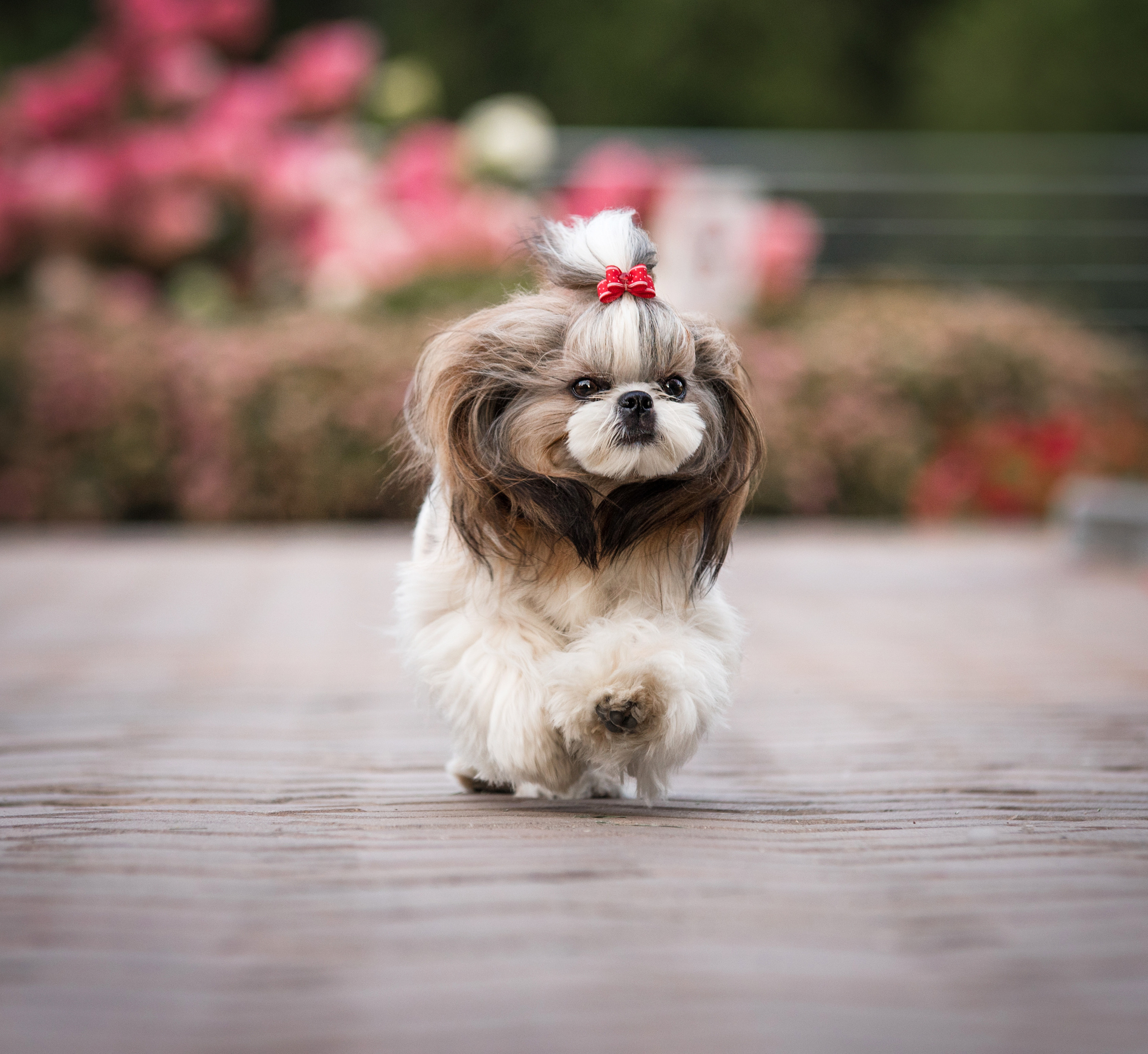 Портфолио. Фотограф-анималист в Екатеринбурге Марина Шишкина