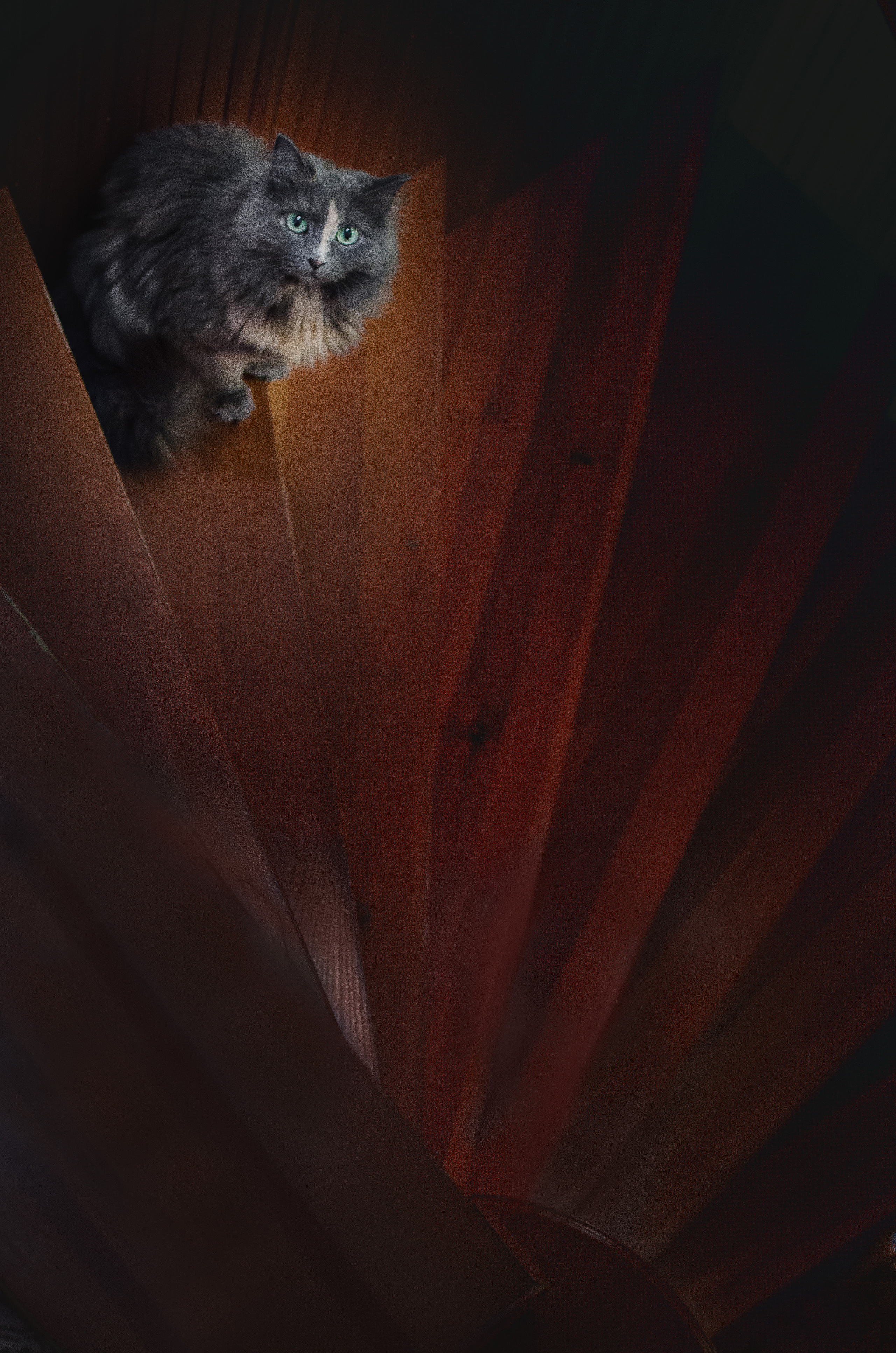 Портфолио. Фотограф-анималист в Екатеринбурге Марина Шишкина