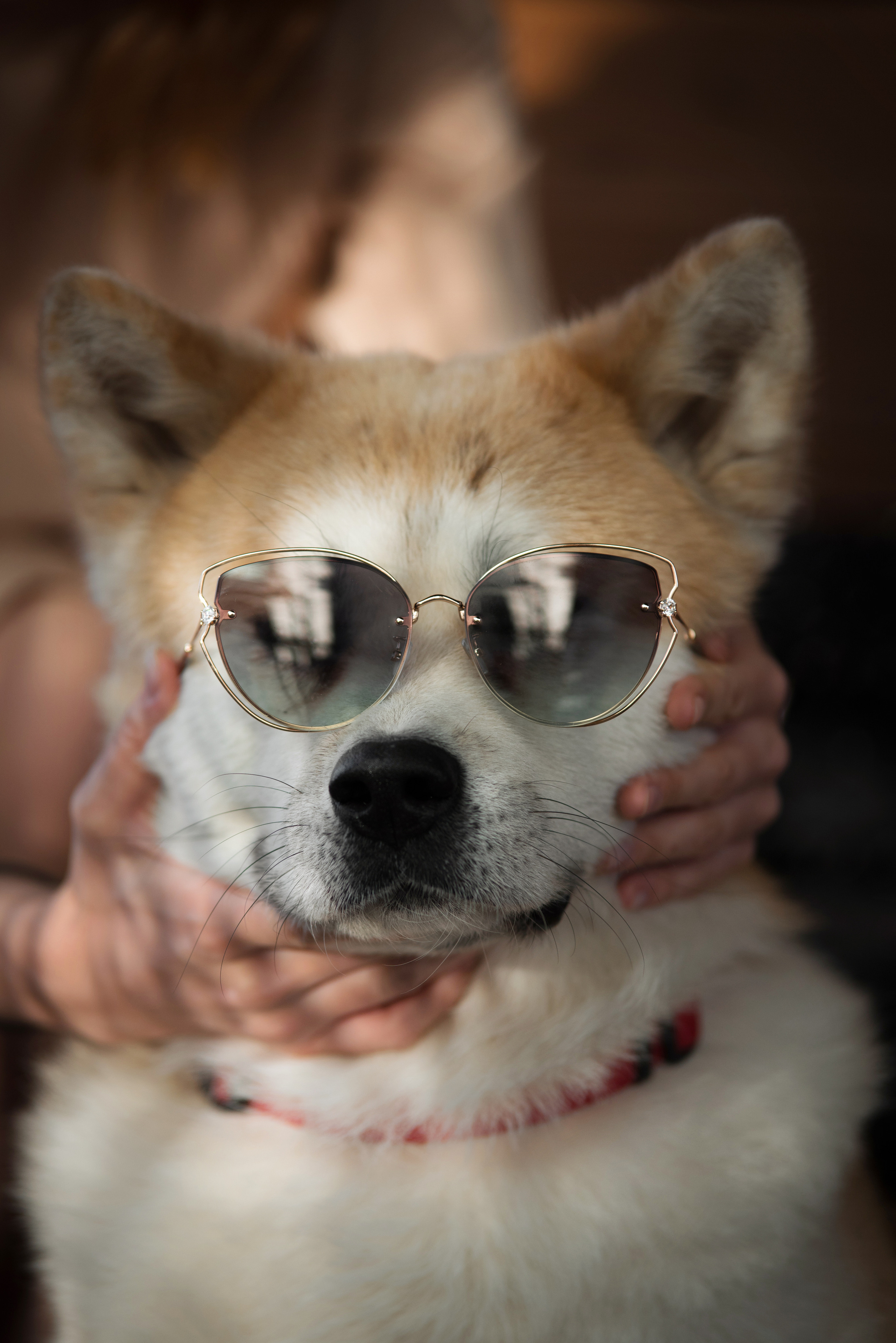 Портфолио. Фотограф-анималист в Екатеринбурге Марина Шишкина