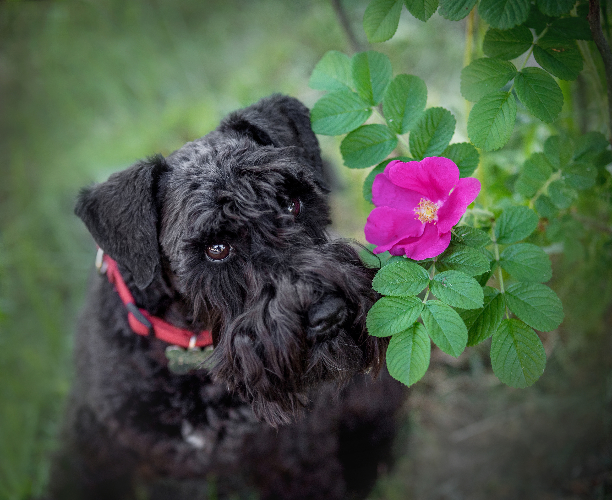 Портфолио. Фотограф-анималист в Екатеринбурге Марина Шишкина