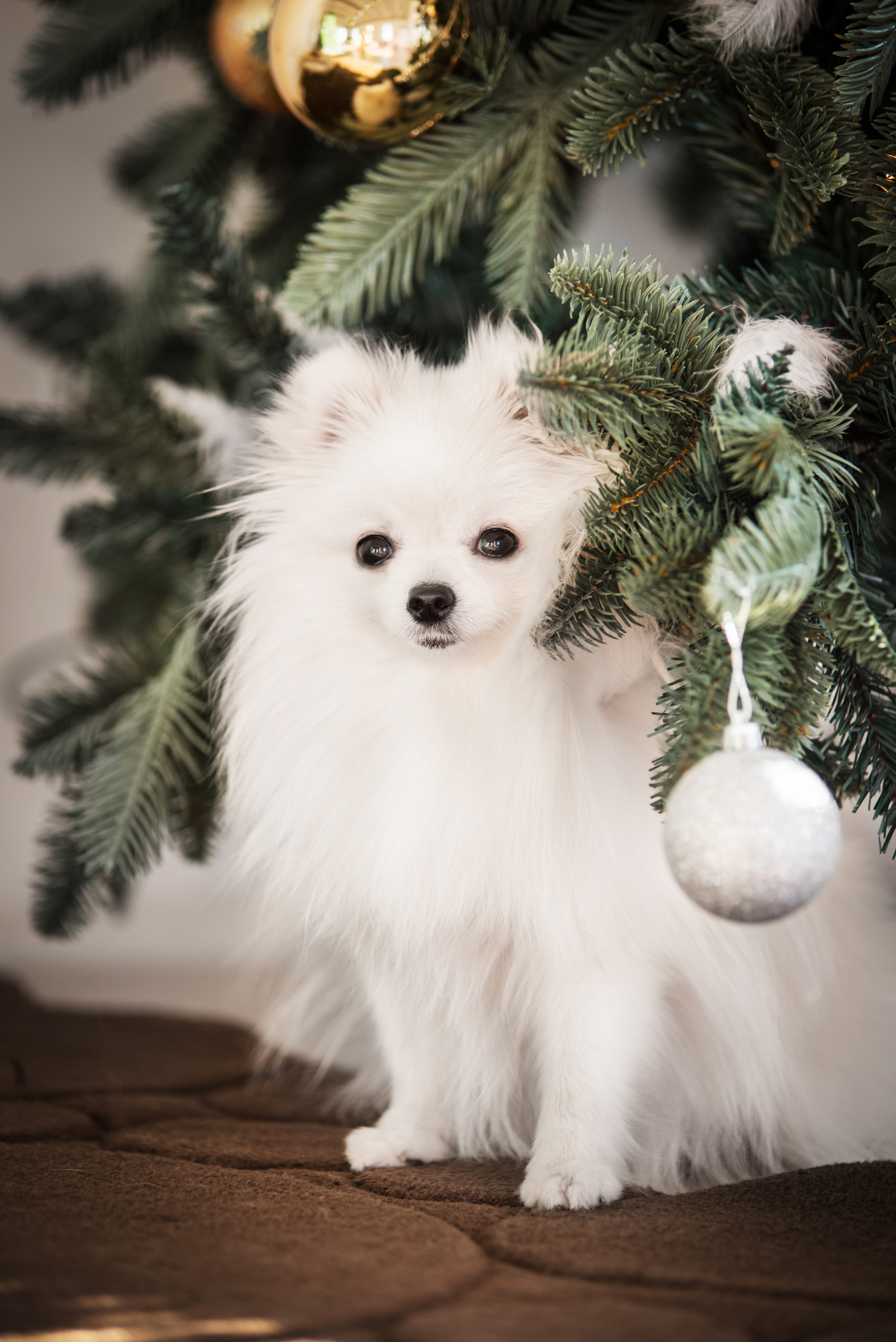 Портфолио. Фотограф-анималист в Екатеринбурге Марина Шишкина