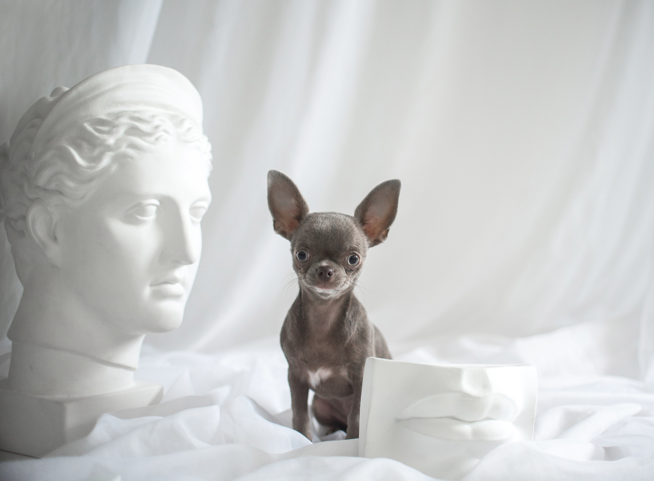 Портфолио. Фотограф-анималист в Екатеринбурге Марина Шишкина