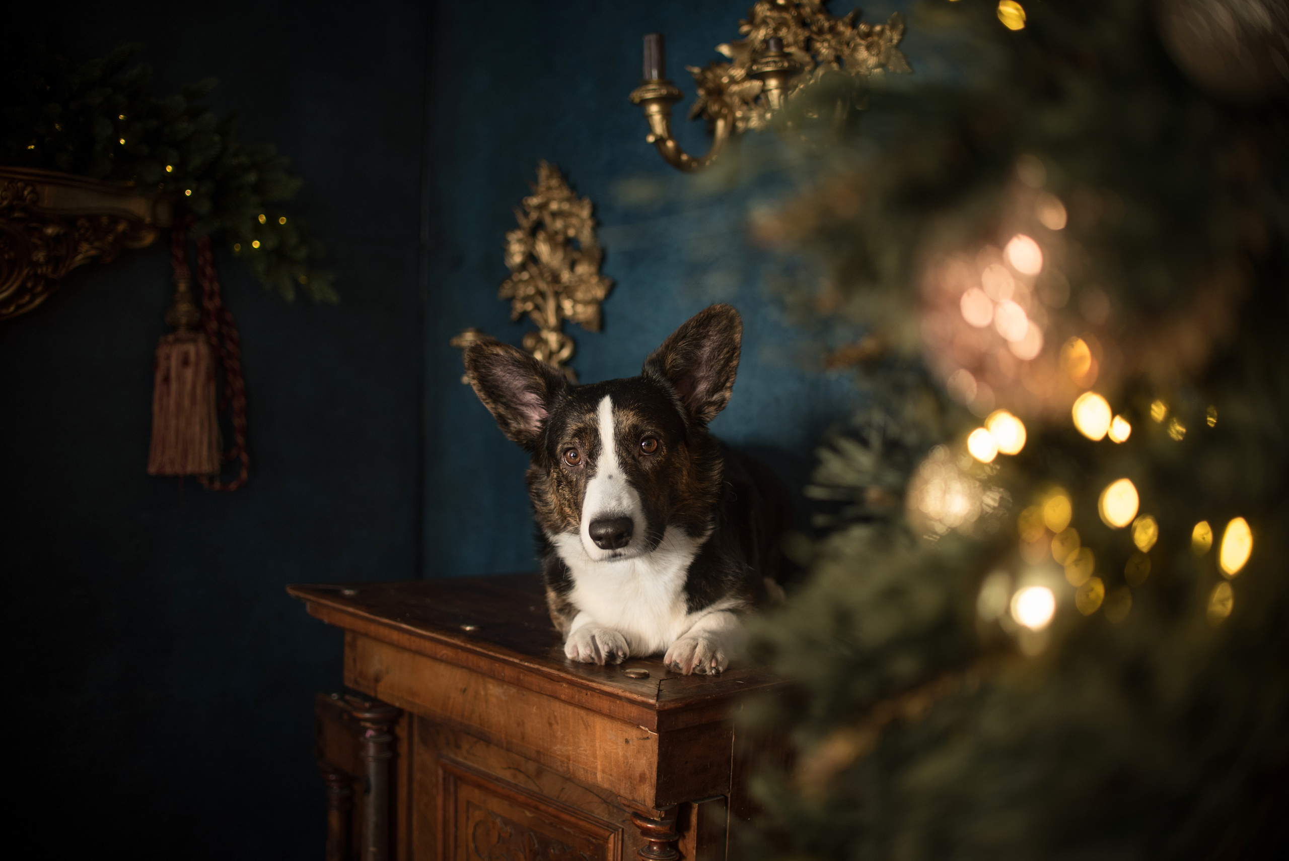 Портфолио. Фотограф-анималист в Екатеринбурге Марина Шишкина