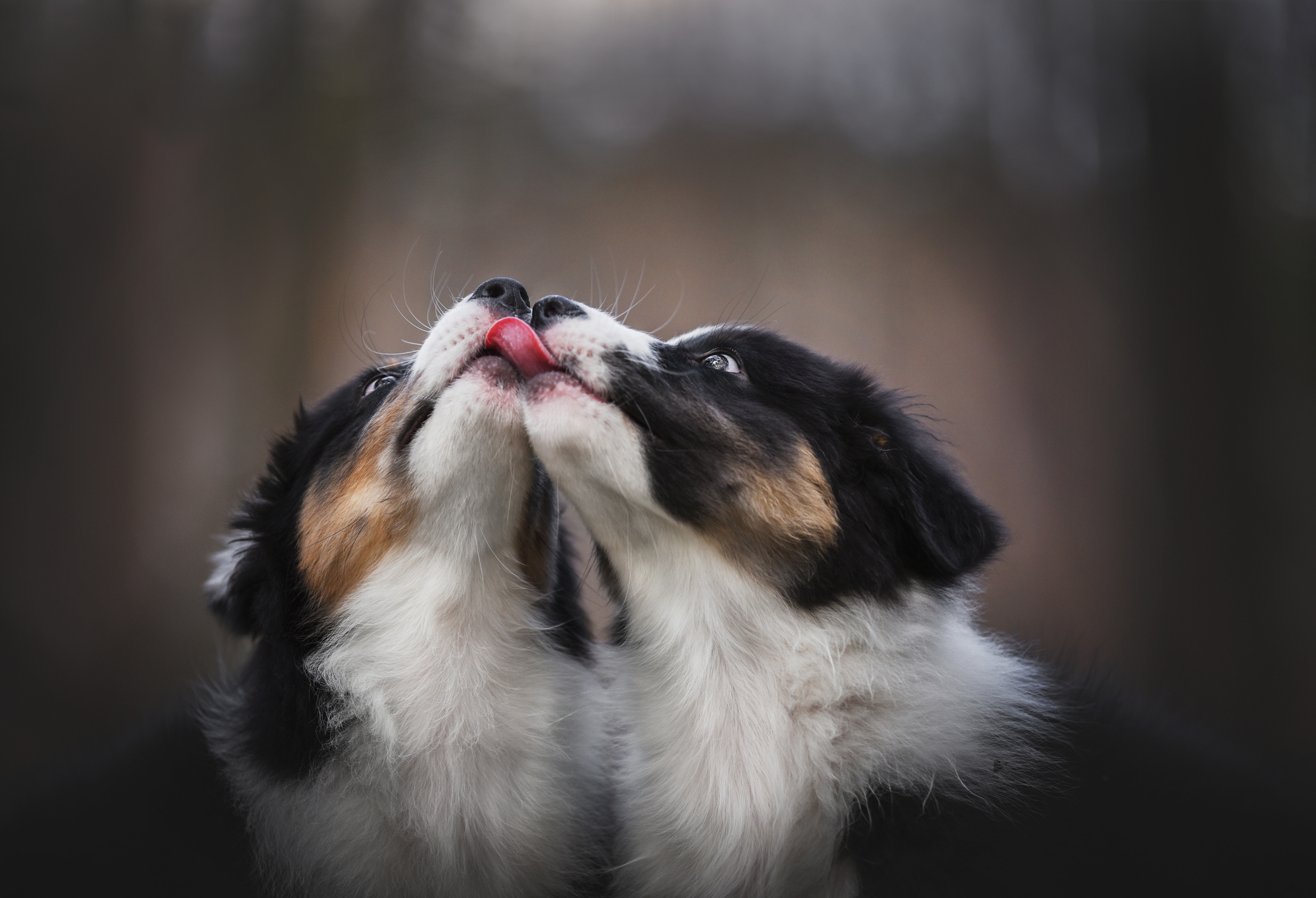 Портфолио. Фотограф-анималист в Екатеринбурге Марина Шишкина