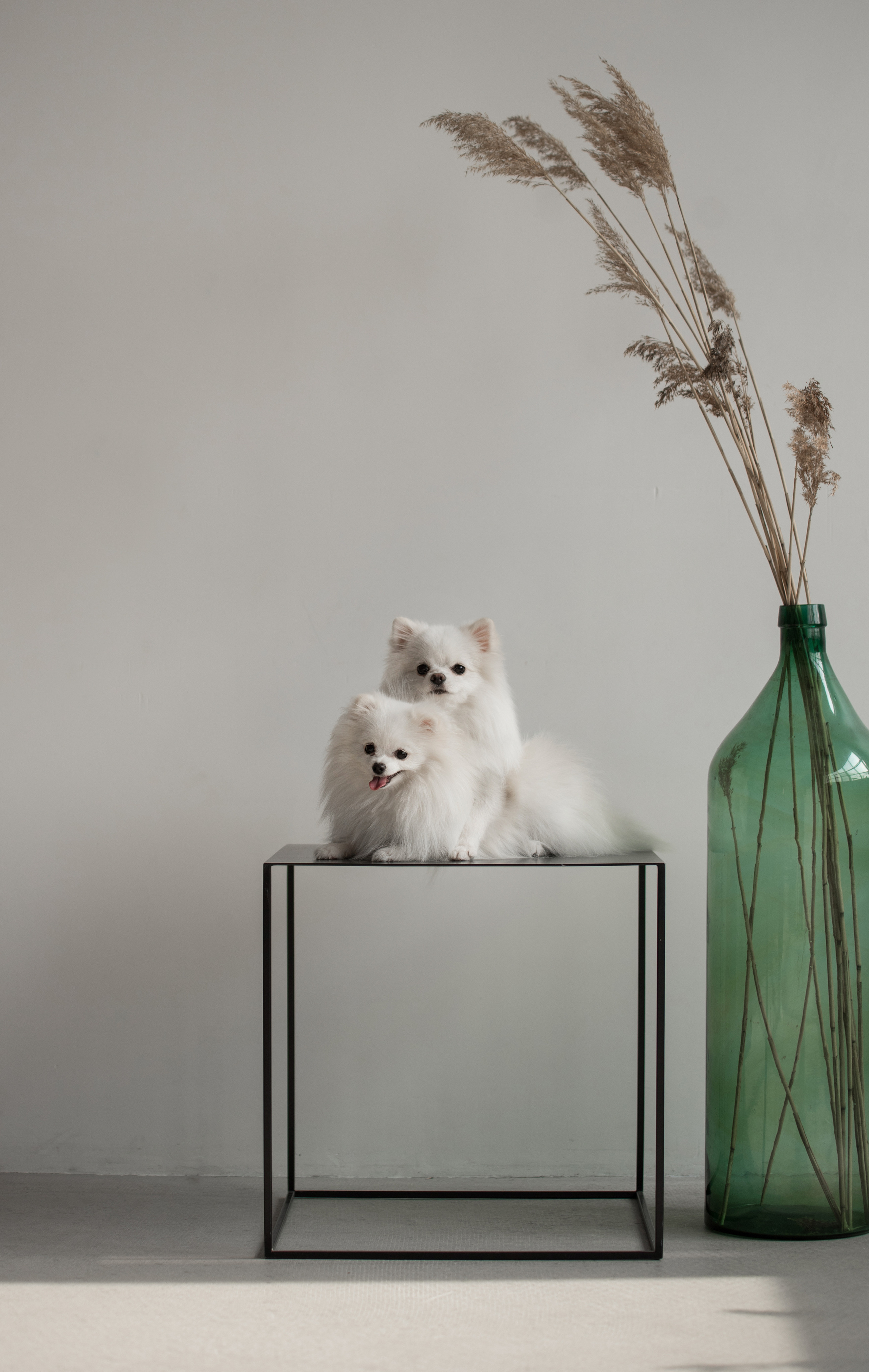 Портфолио. Фотограф-анималист в Екатеринбурге Марина Шишкина