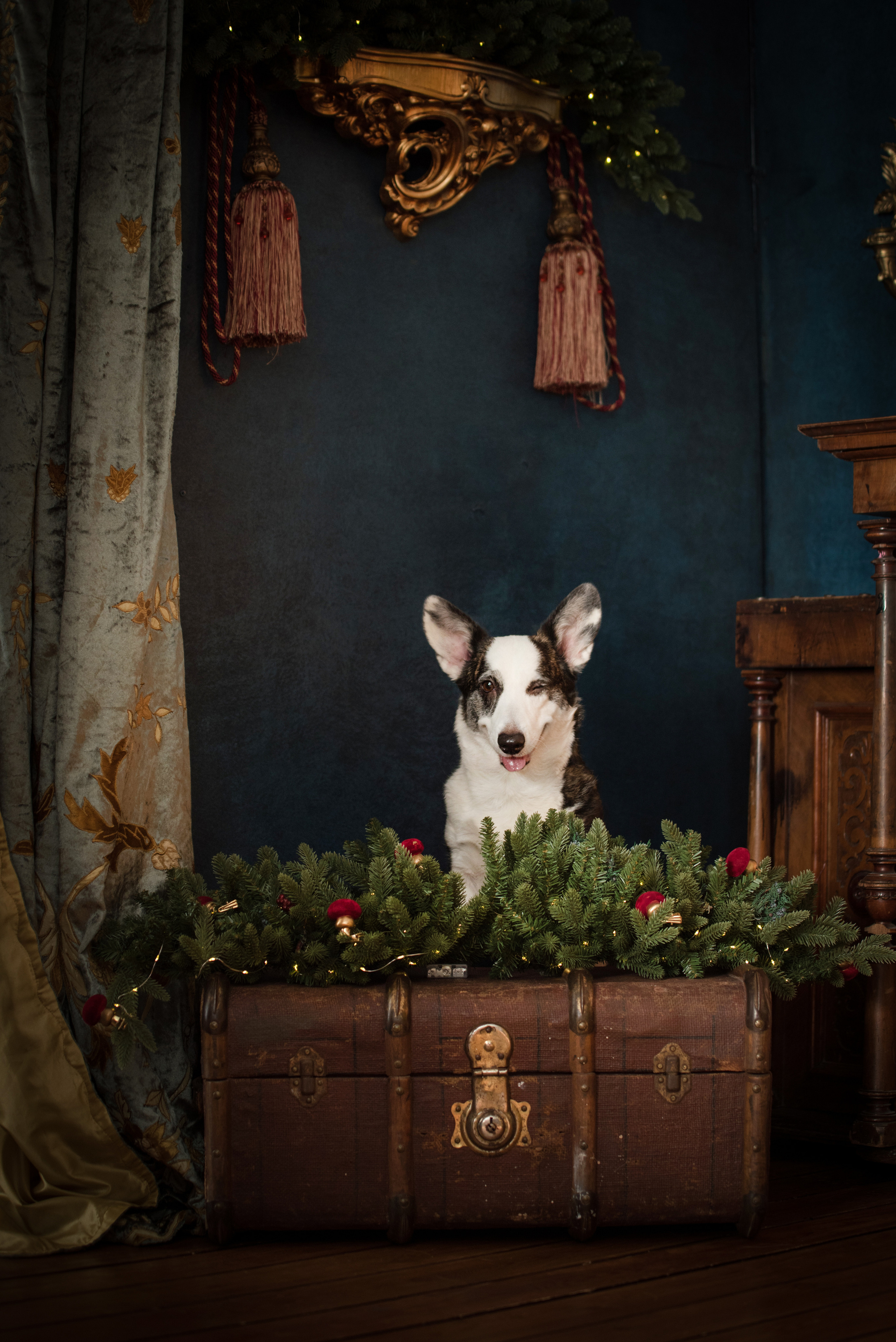 Портфолио. Фотограф-анималист в Екатеринбурге Марина Шишкина