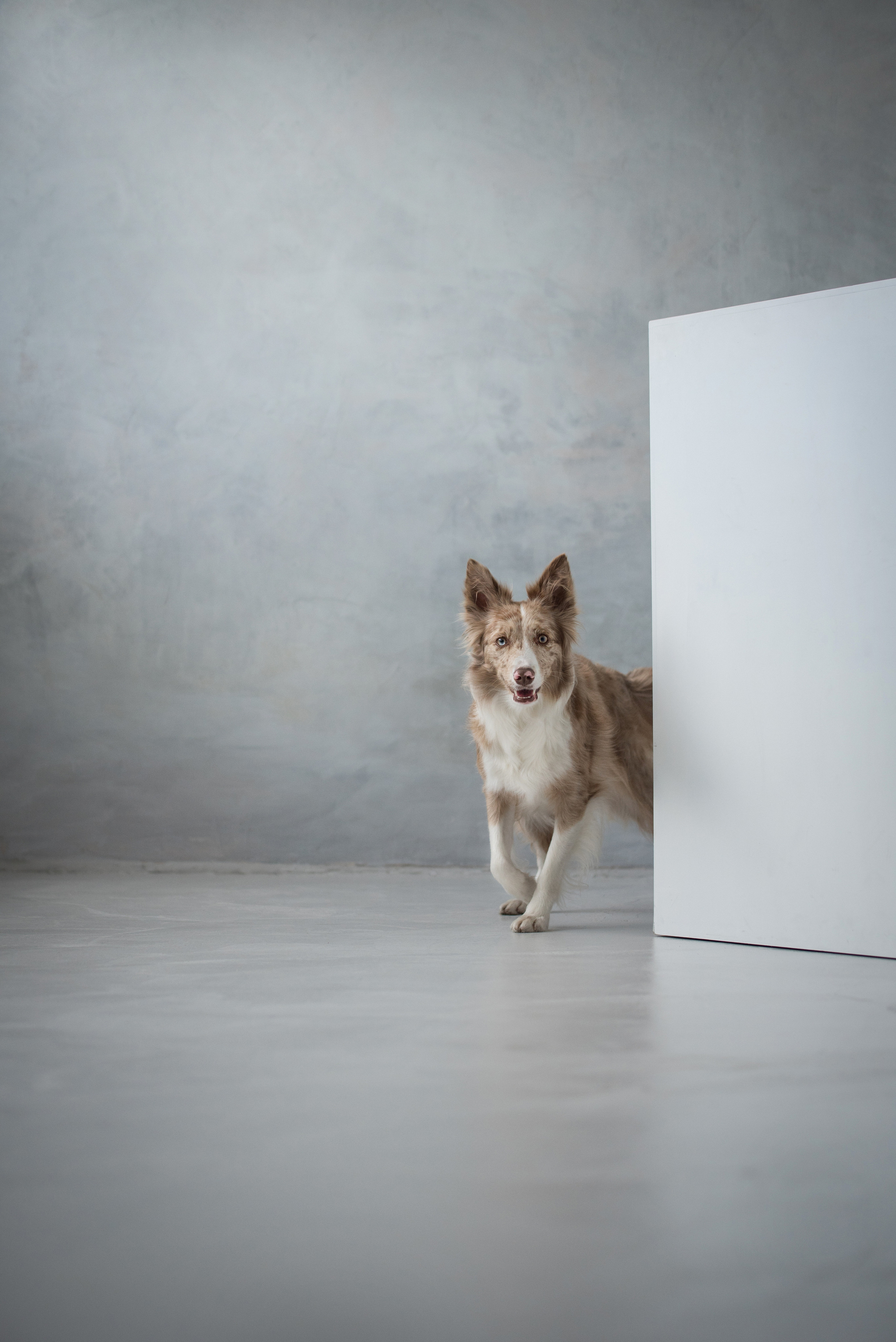 Портфолио. Фотограф-анималист в Екатеринбурге Марина Шишкина