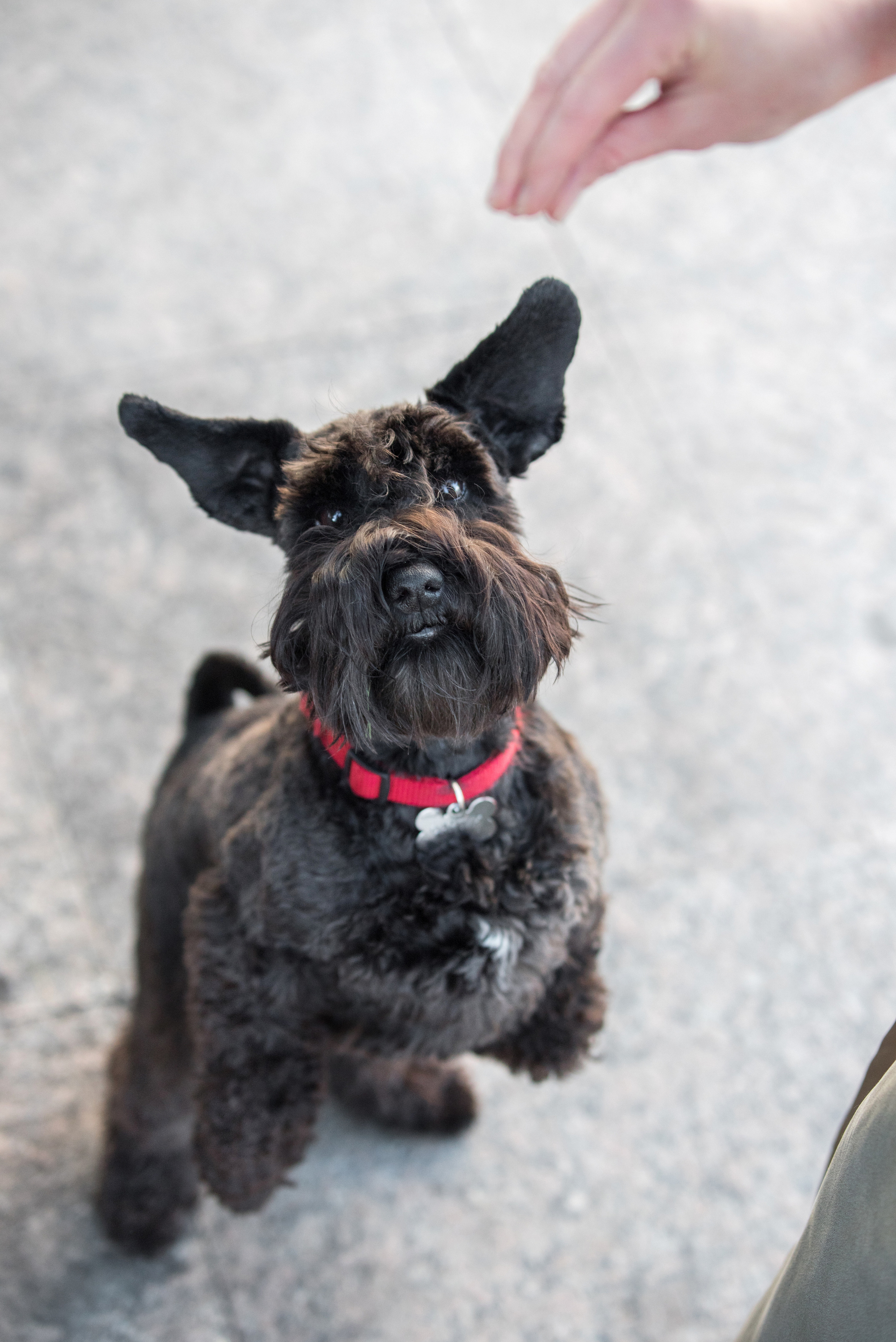 Портфолио. Фотограф-анималист в Екатеринбурге Марина Шишкина