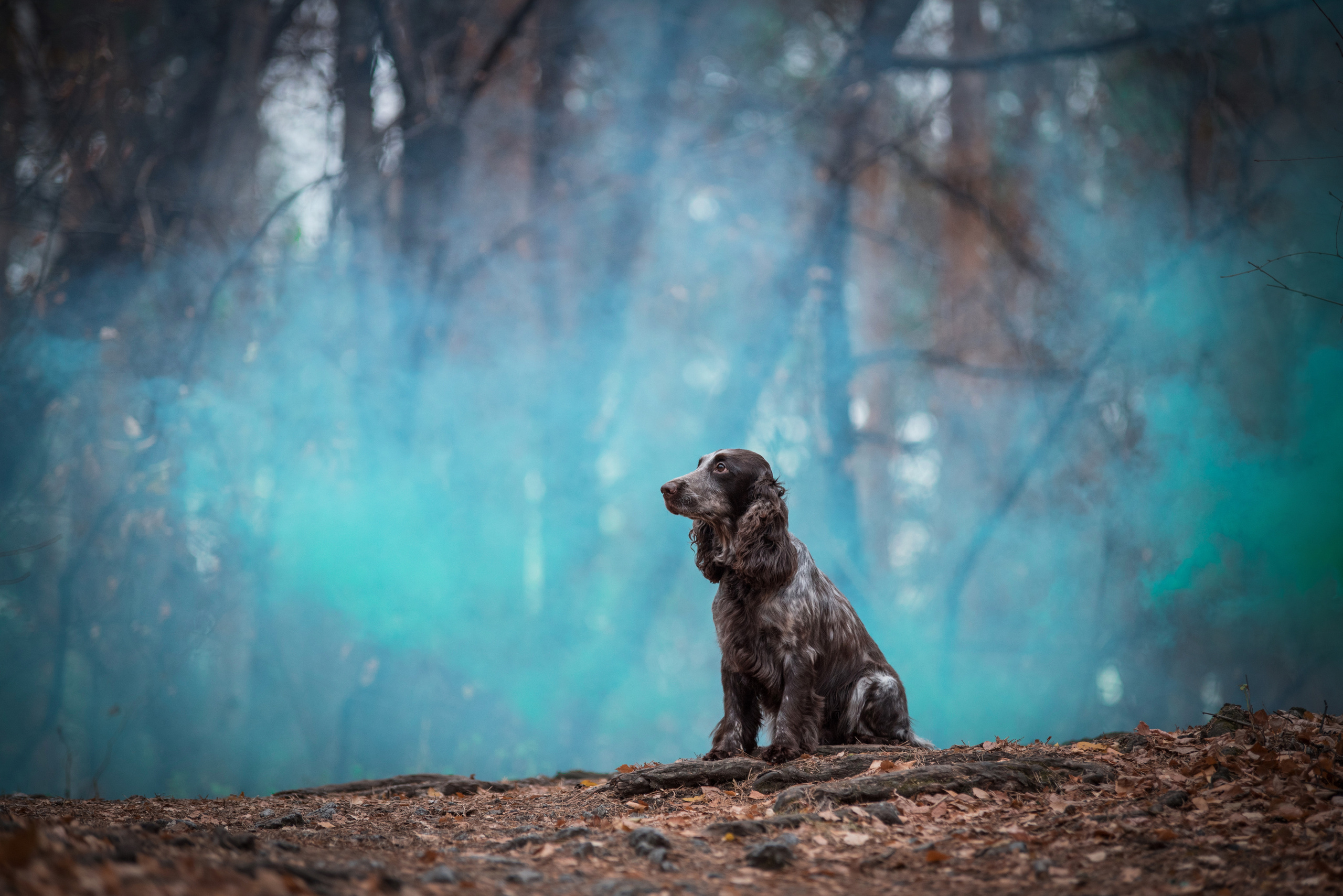 Портфолио. Фотограф-анималист в Екатеринбурге Марина Шишкина