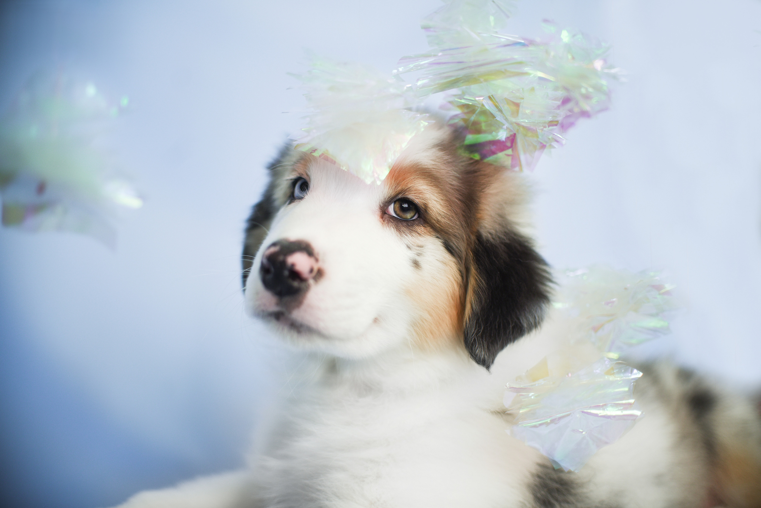 Портфолио. Фотограф-анималист в Екатеринбурге Марина Шишкина