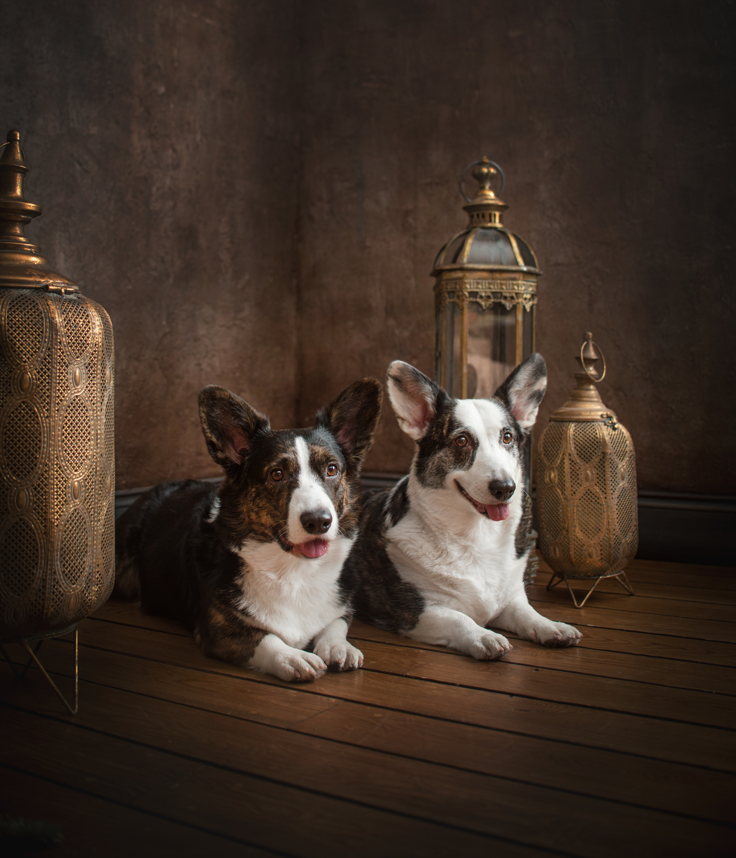 Портфолио. Фотограф-анималист в Екатеринбурге Марина Шишкина