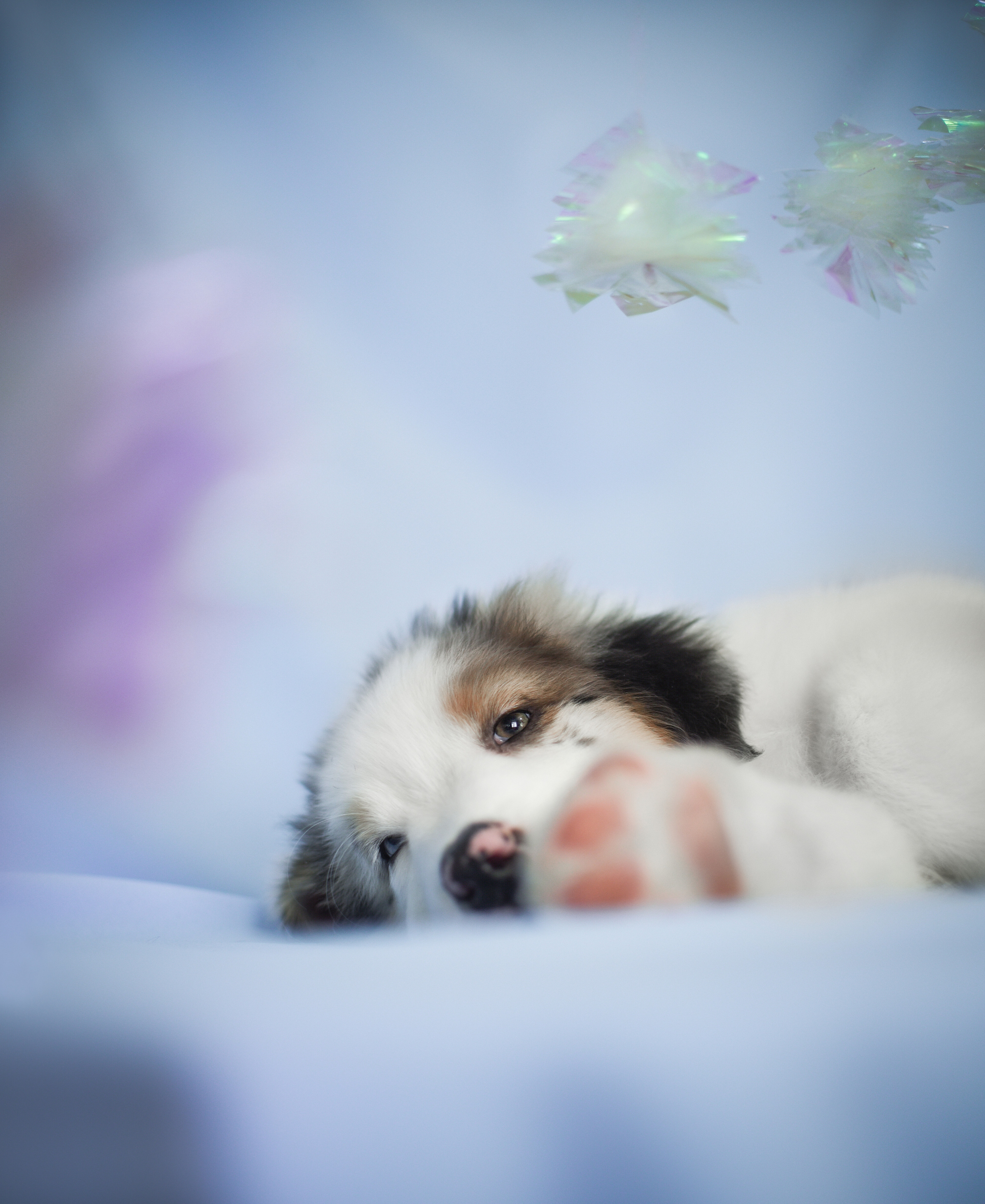 Портфолио. Фотограф-анималист в Екатеринбурге Марина Шишкина