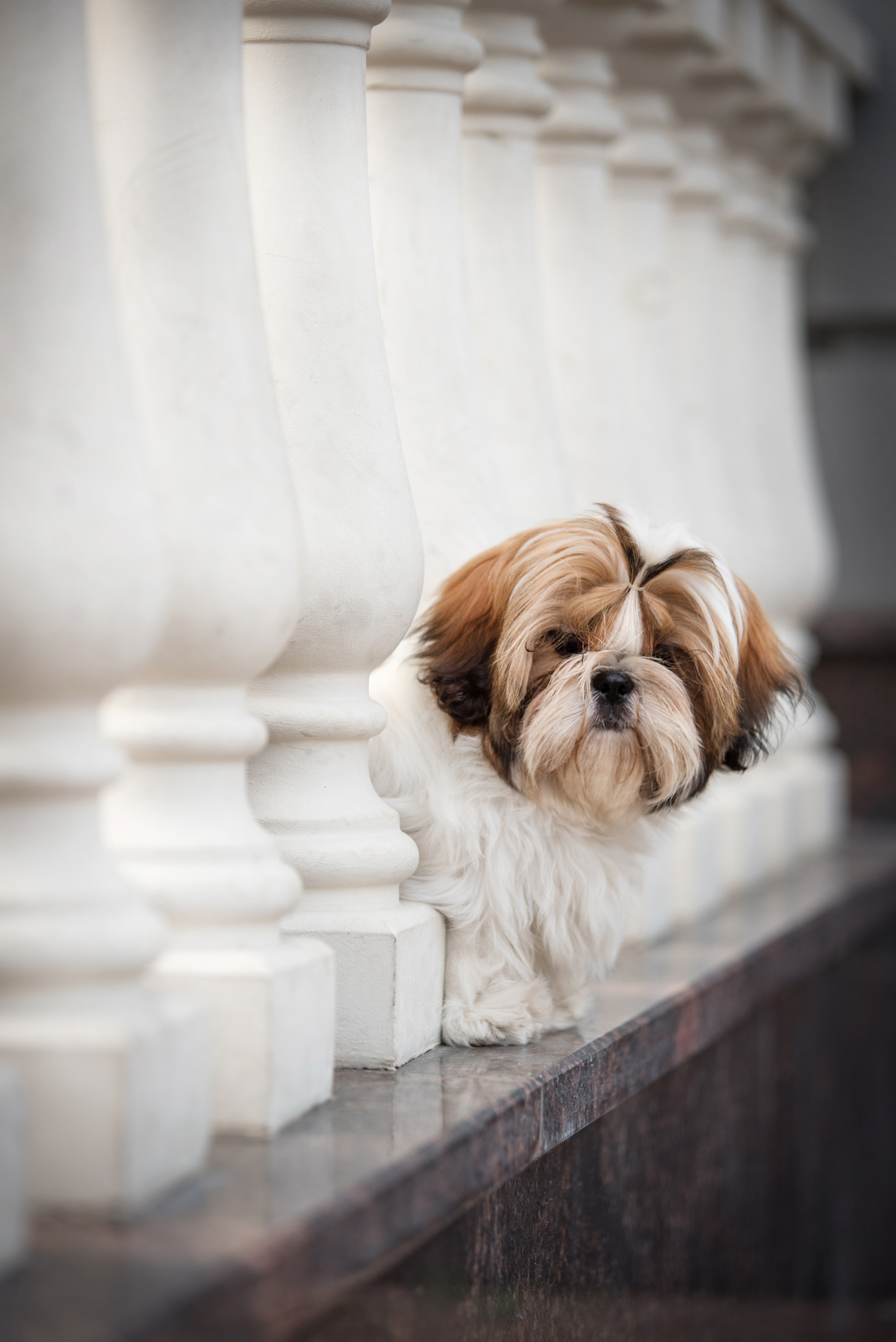 Портфолио. Фотограф-анималист в Екатеринбурге Марина Шишкина