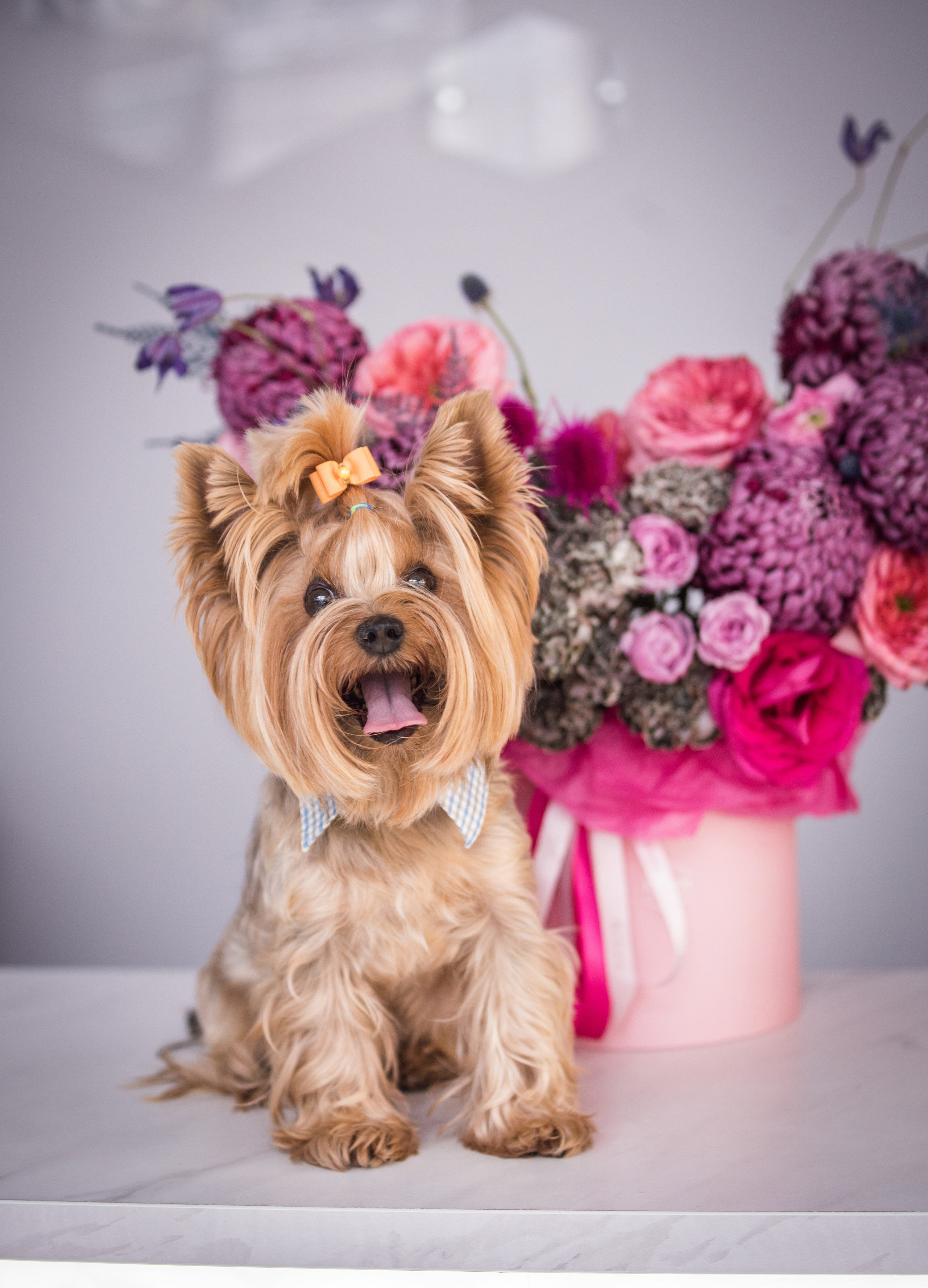 Портфолио. Фотограф-анималист в Екатеринбурге Марина Шишкина