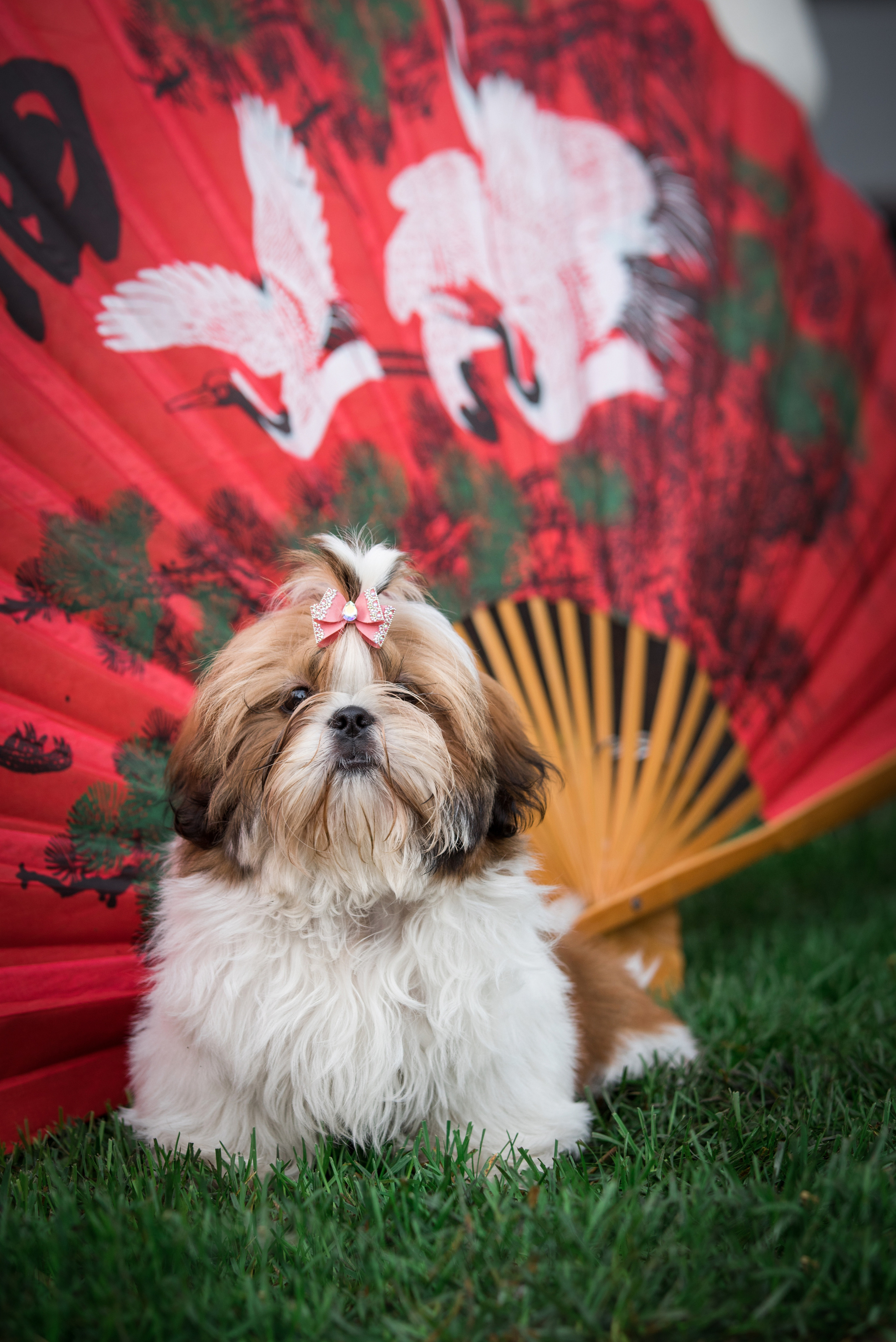 Портфолио. Фотограф-анималист в Екатеринбурге Марина Шишкина