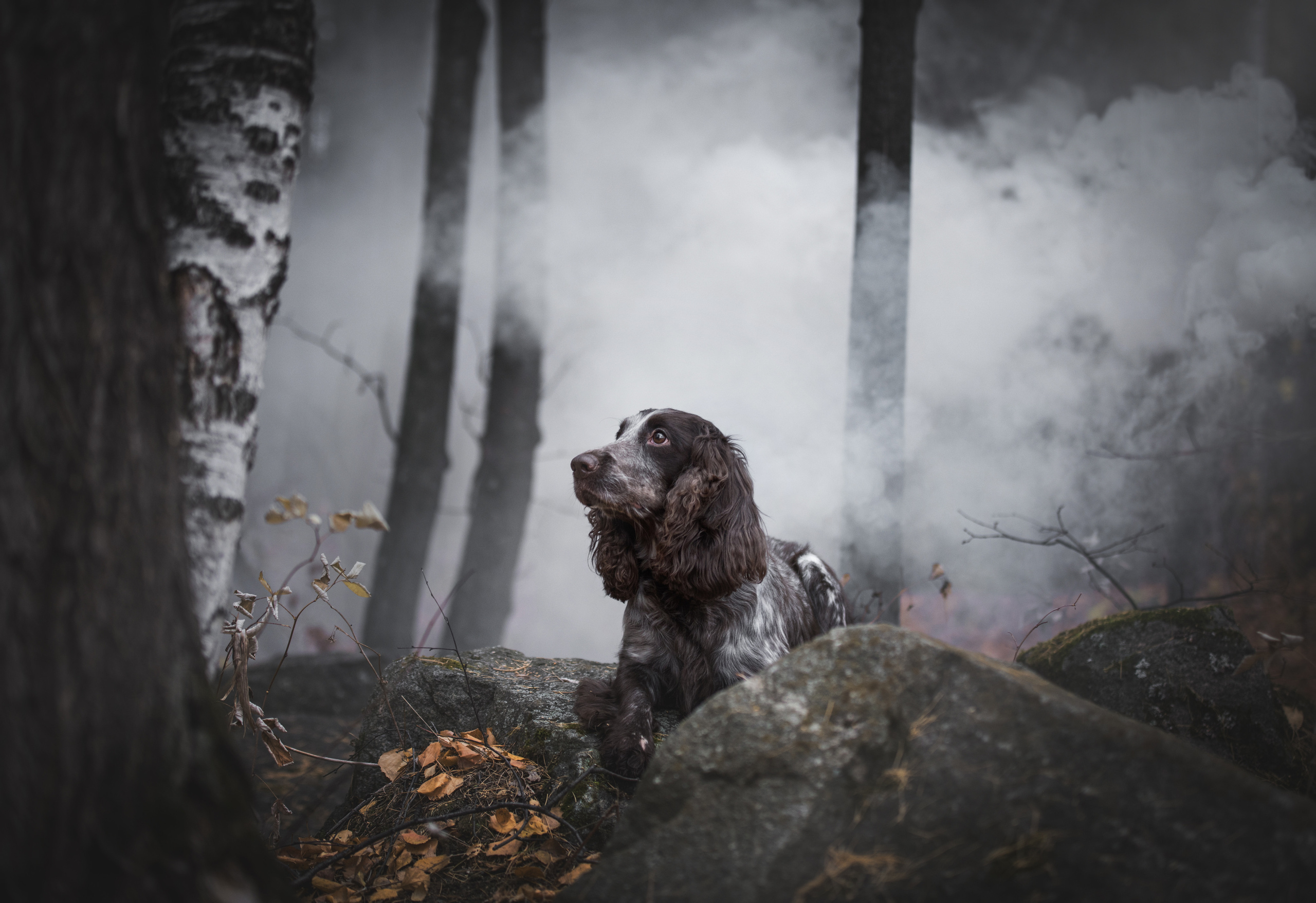 Портфолио. Фотограф-анималист в Екатеринбурге Марина Шишкина