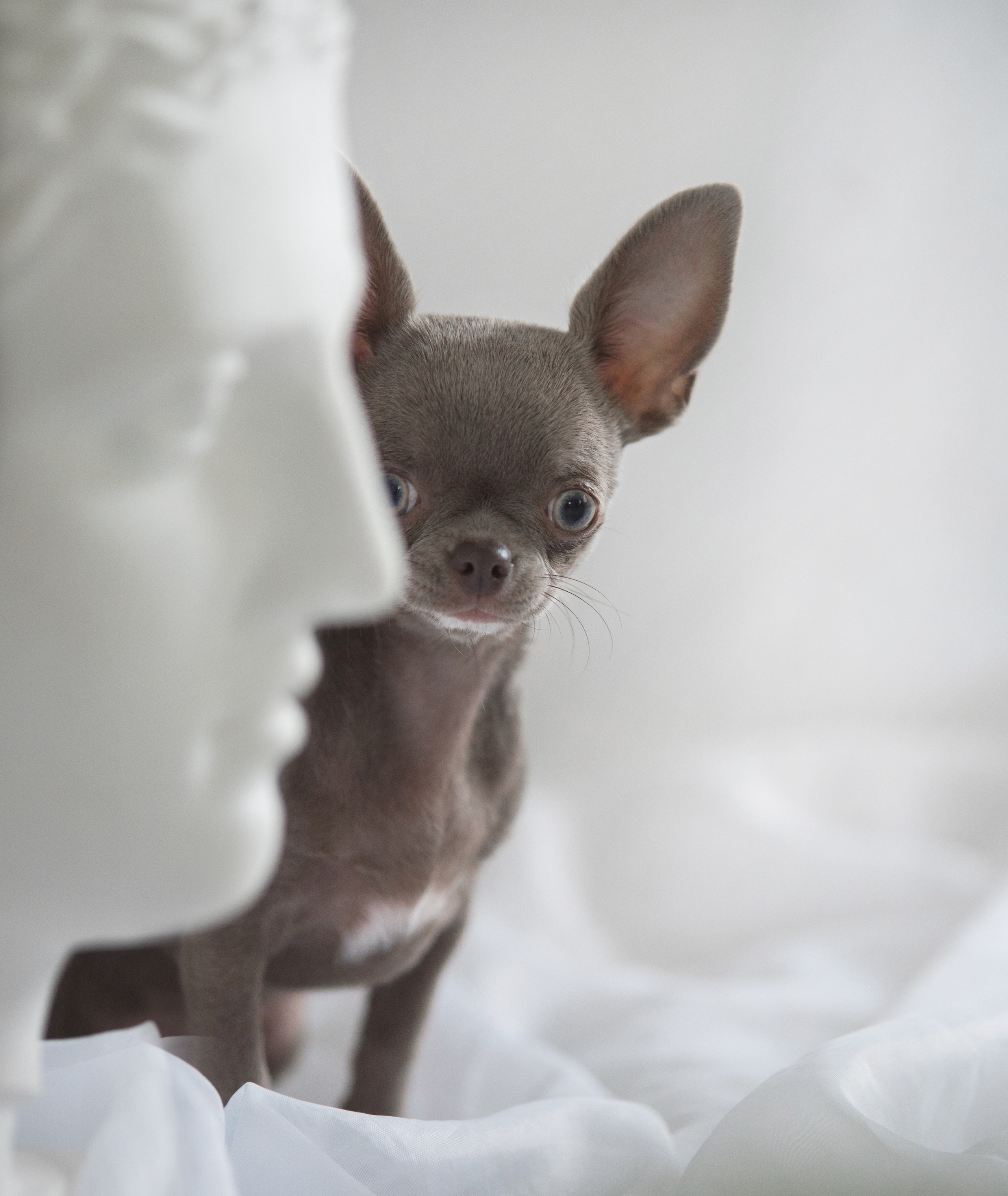 Портфолио. Фотограф-анималист в Екатеринбурге Марина Шишкина