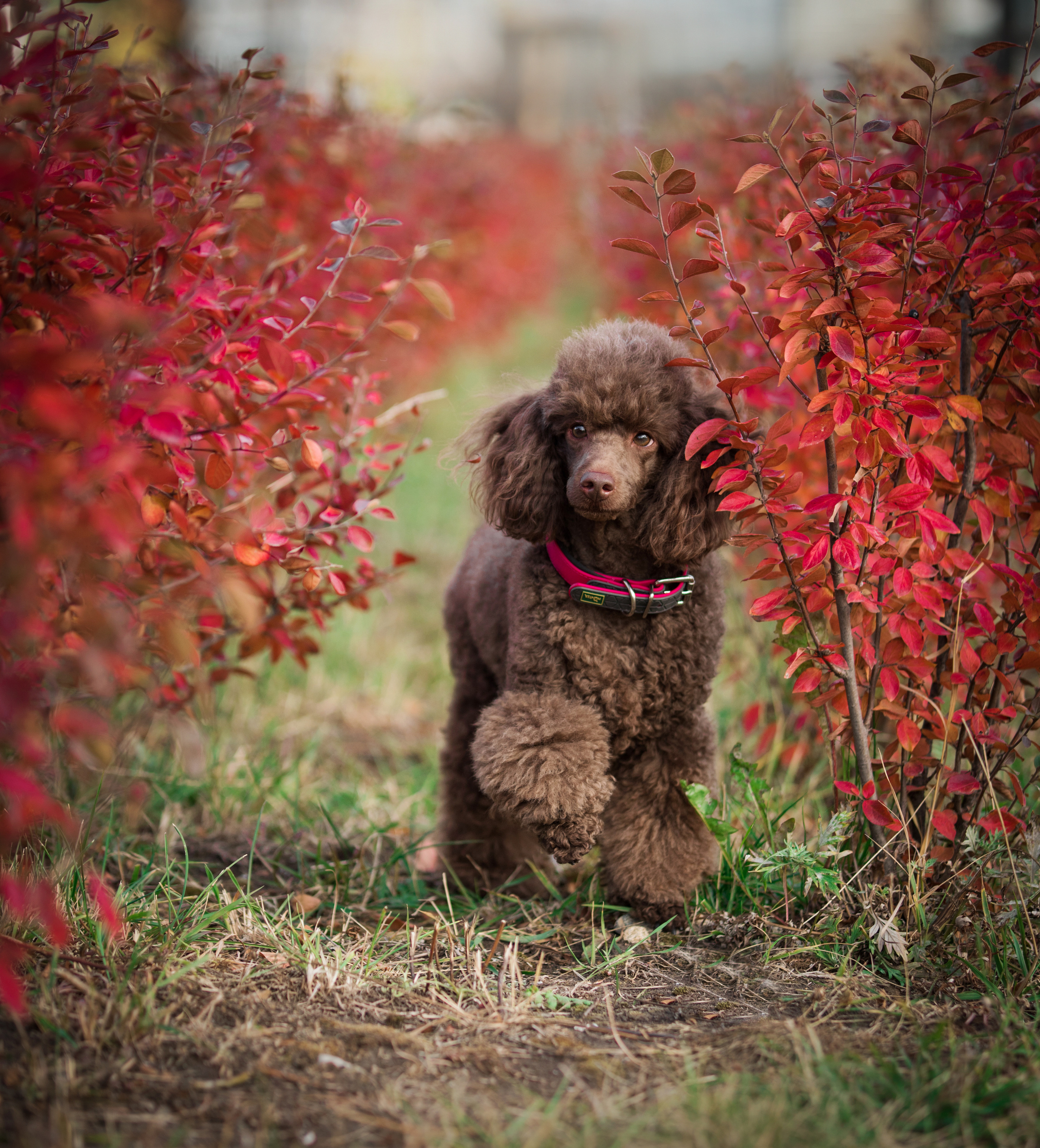 Портфолио. Фотограф-анималист в Екатеринбурге Марина Шишкина
