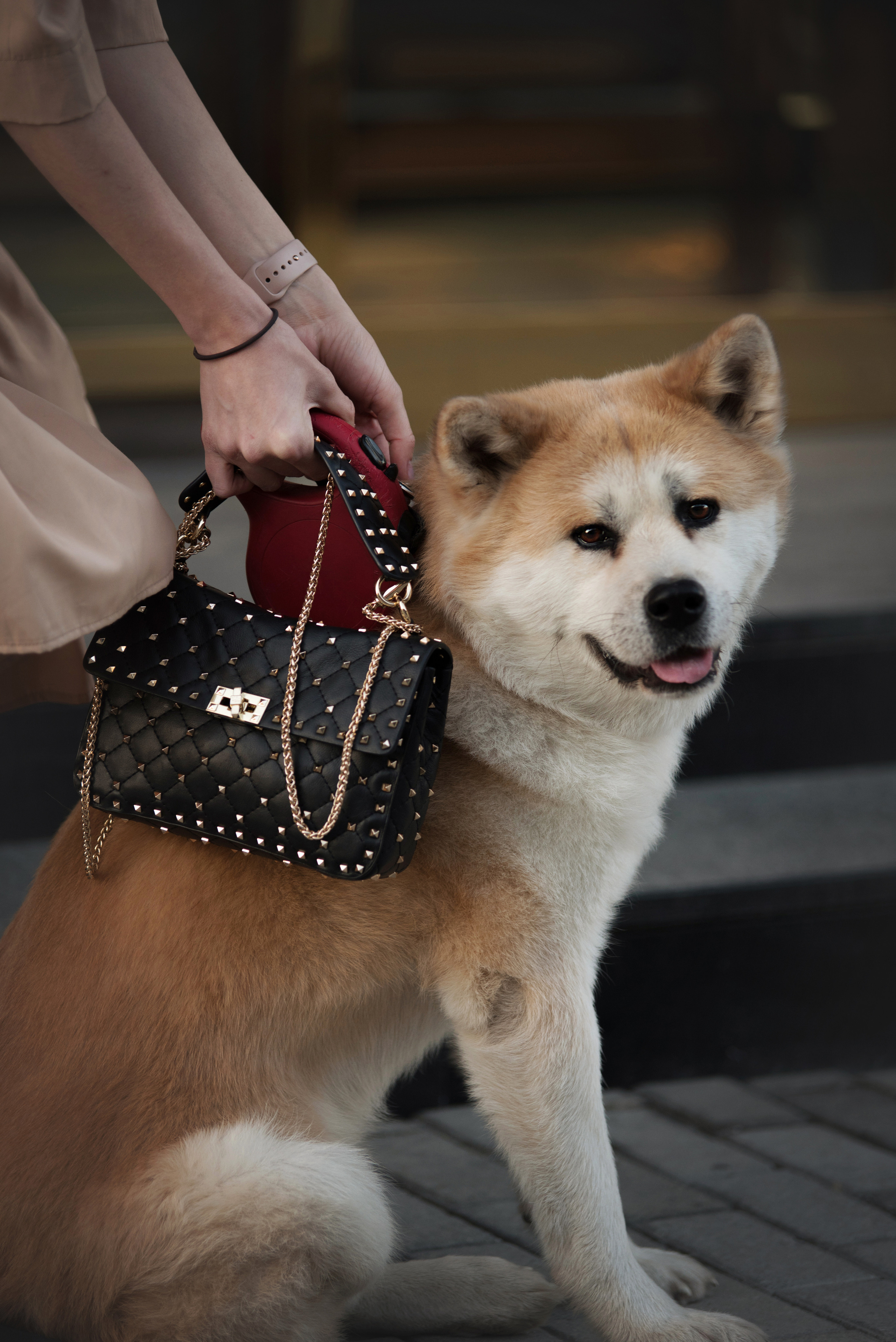 Портфолио. Фотограф-анималист в Екатеринбурге Марина Шишкина