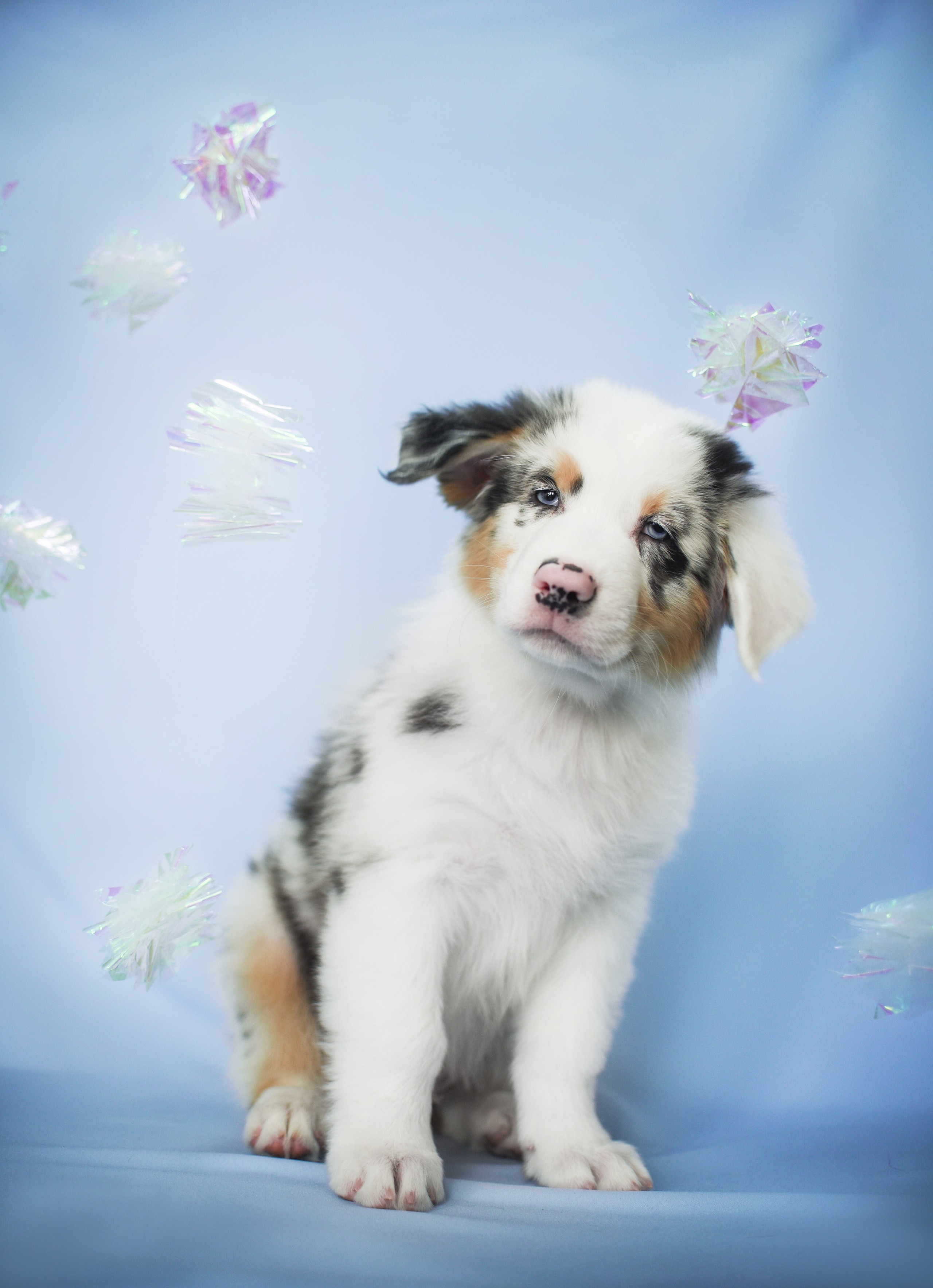 Портфолио. Фотограф-анималист в Екатеринбурге Марина Шишкина