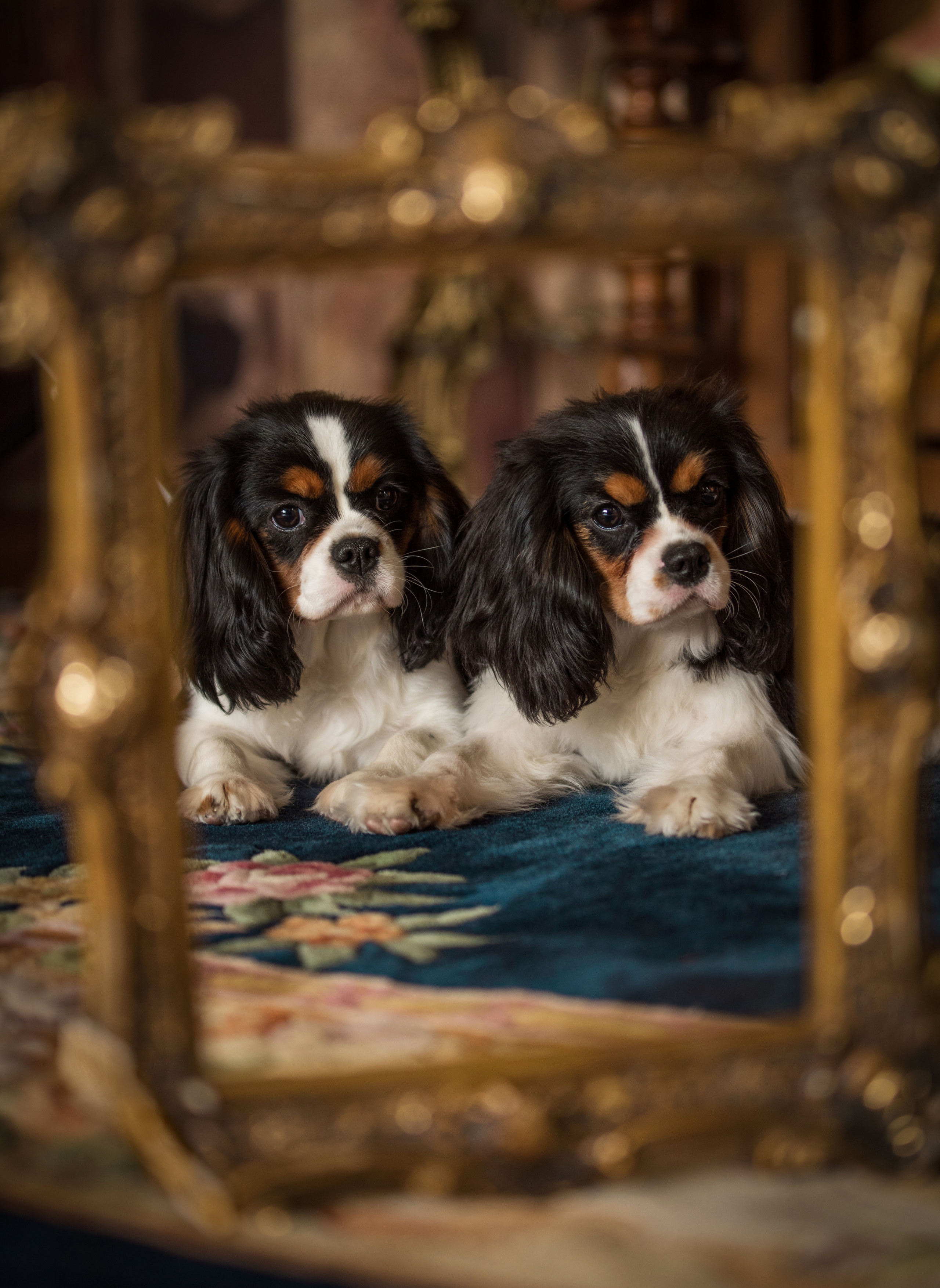 Портфолио. Фотограф-анималист в Екатеринбурге Марина Шишкина