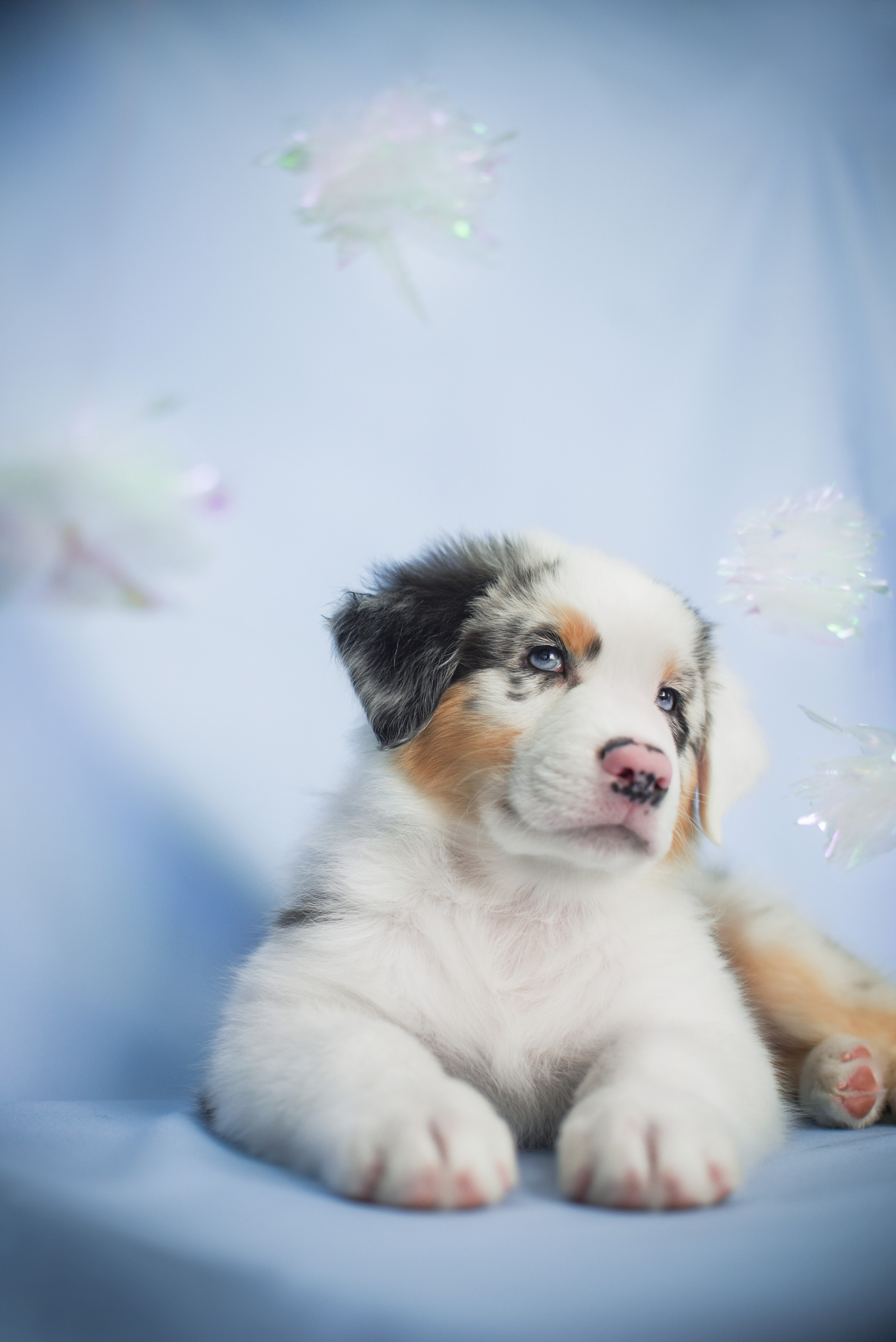 Портфолио. Фотограф-анималист в Екатеринбурге Марина Шишкина