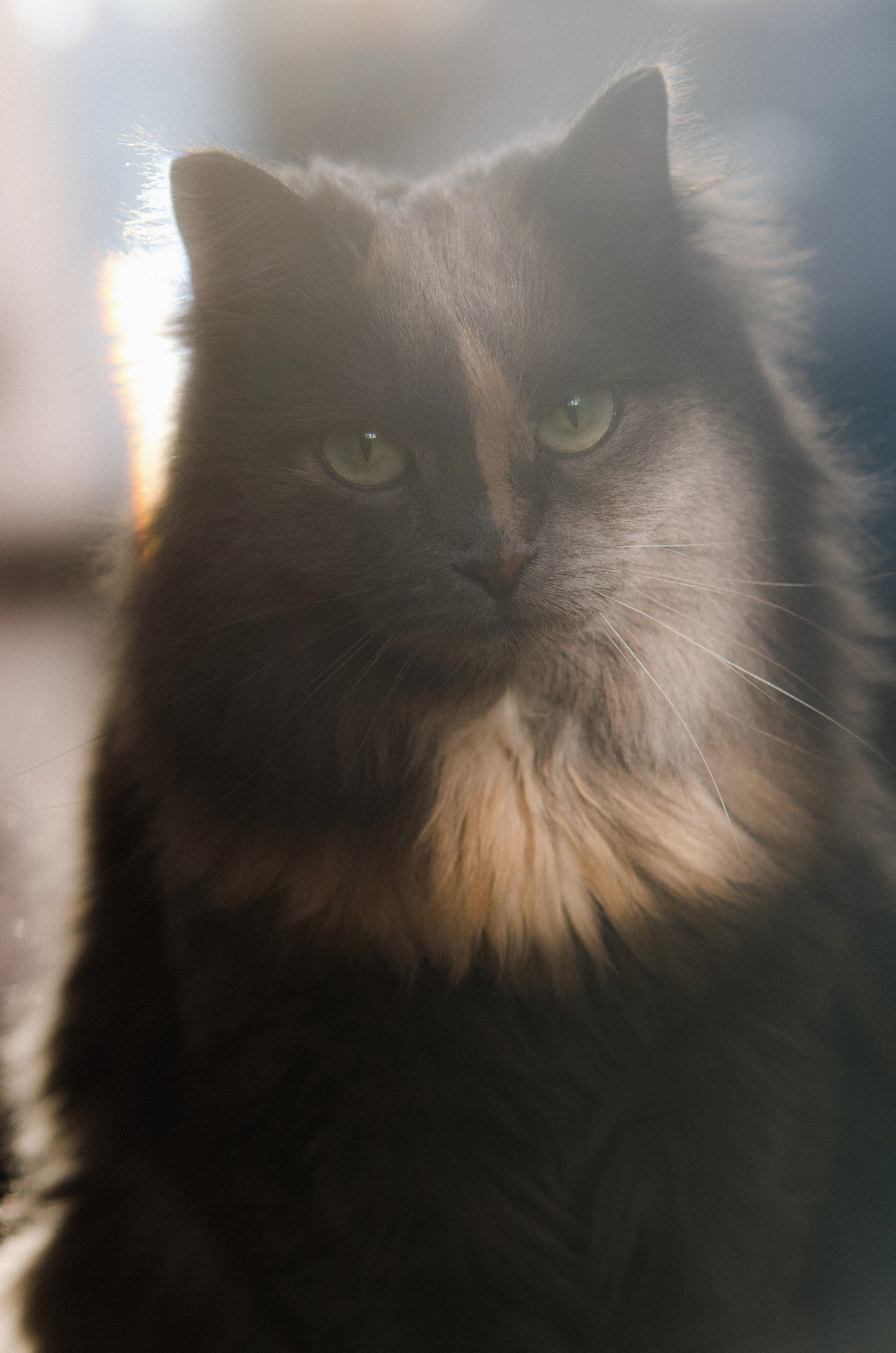 Портфолио. Фотограф-анималист в Екатеринбурге Марина Шишкина