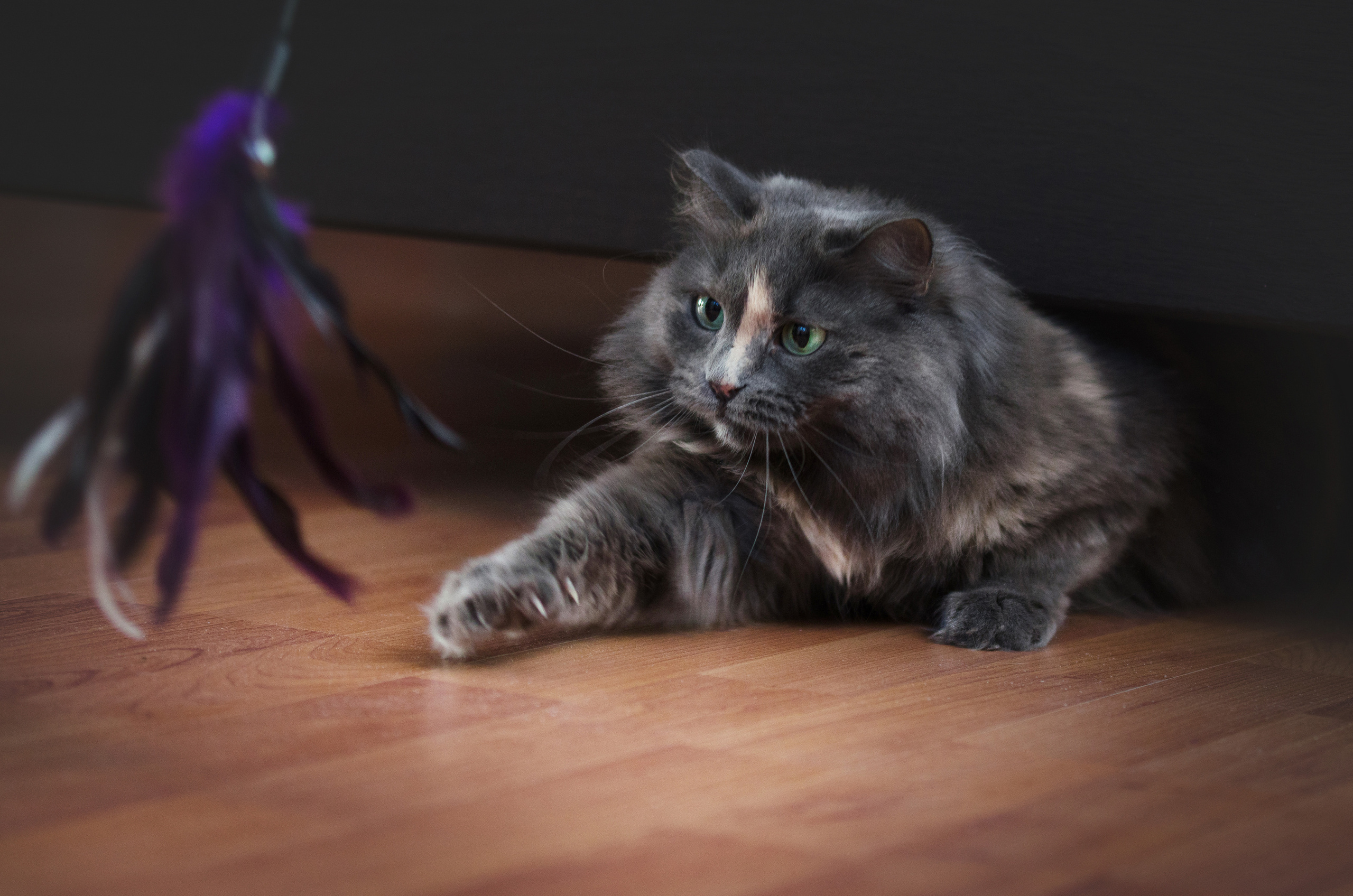 Портфолио. Фотограф-анималист в Екатеринбурге Марина Шишкина