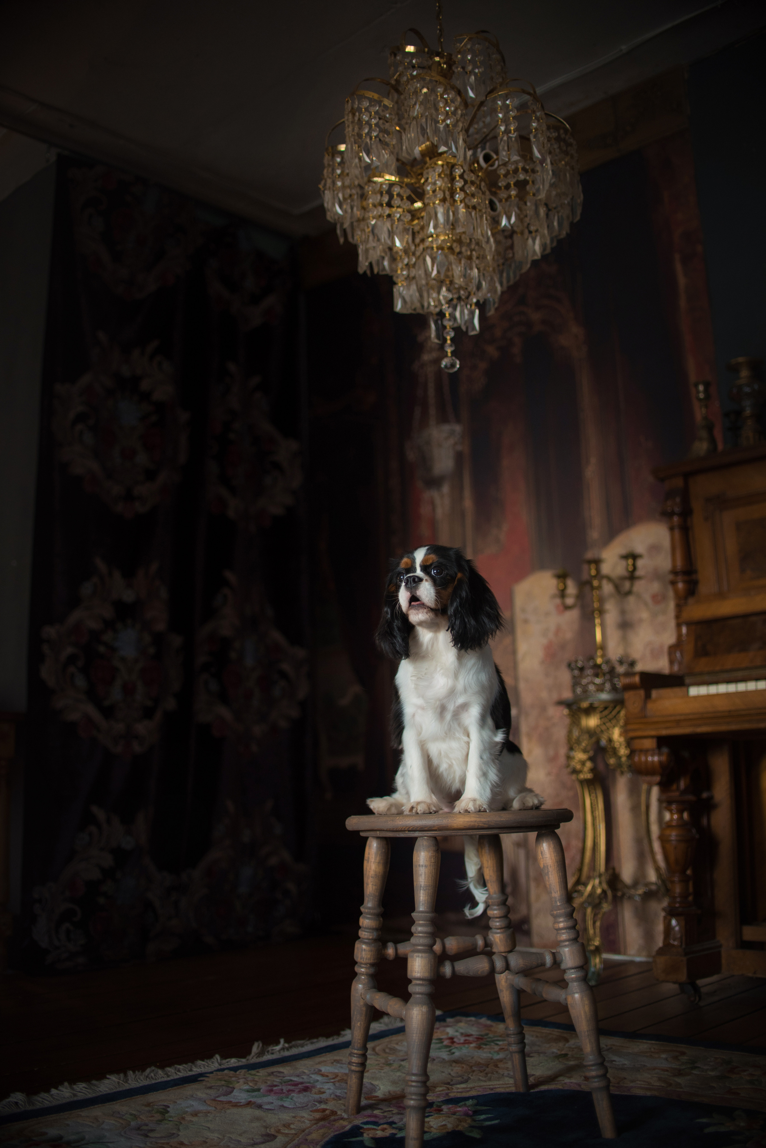 Портфолио. Фотограф-анималист в Екатеринбурге Марина Шишкина