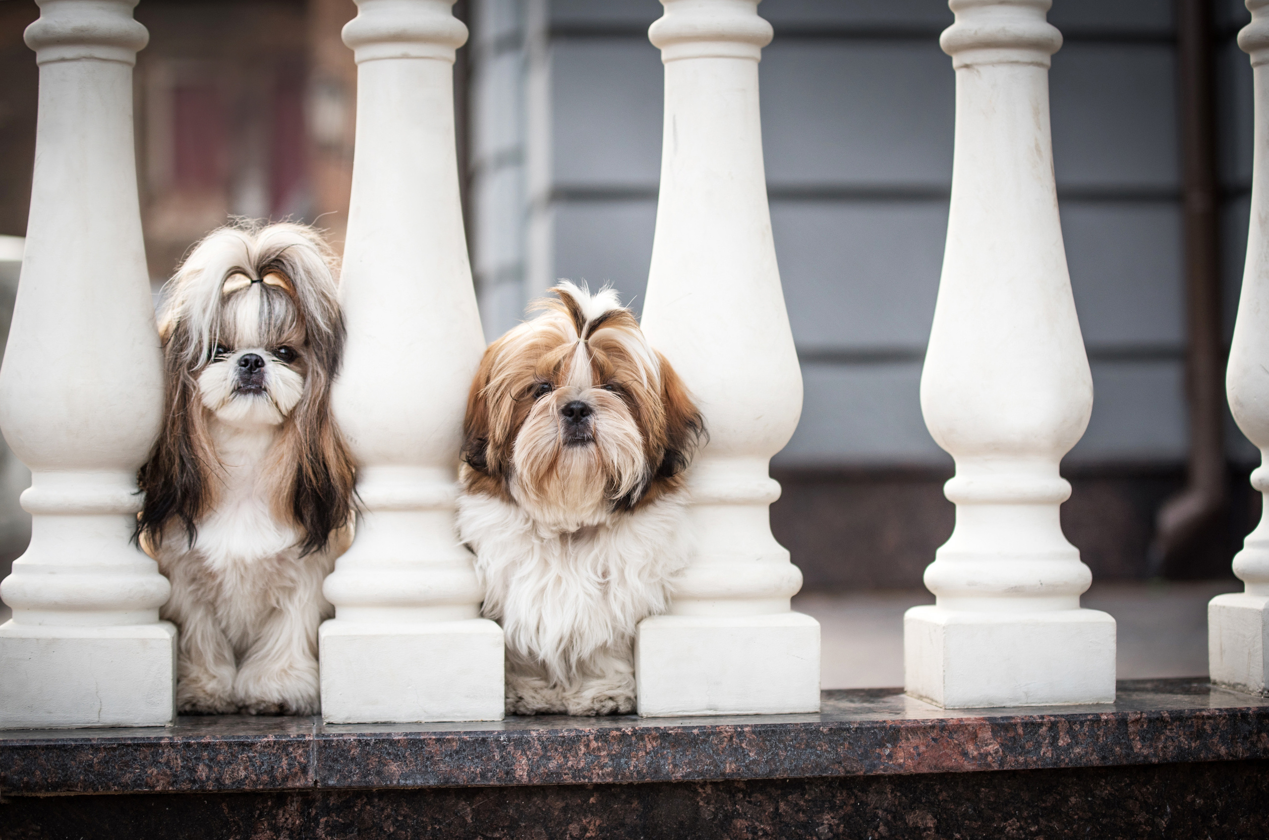Портфолио. Фотограф-анималист в Екатеринбурге Марина Шишкина