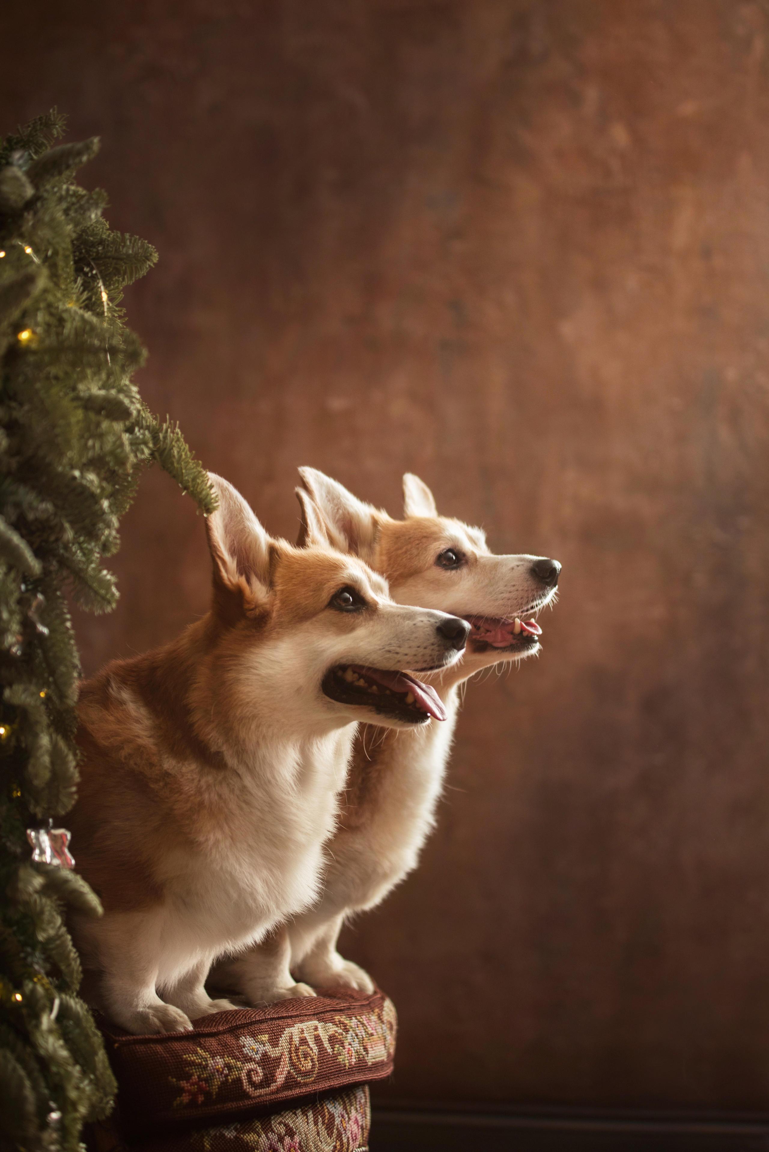 Портфолио. Фотограф-анималист в Екатеринбурге Марина Шишкина