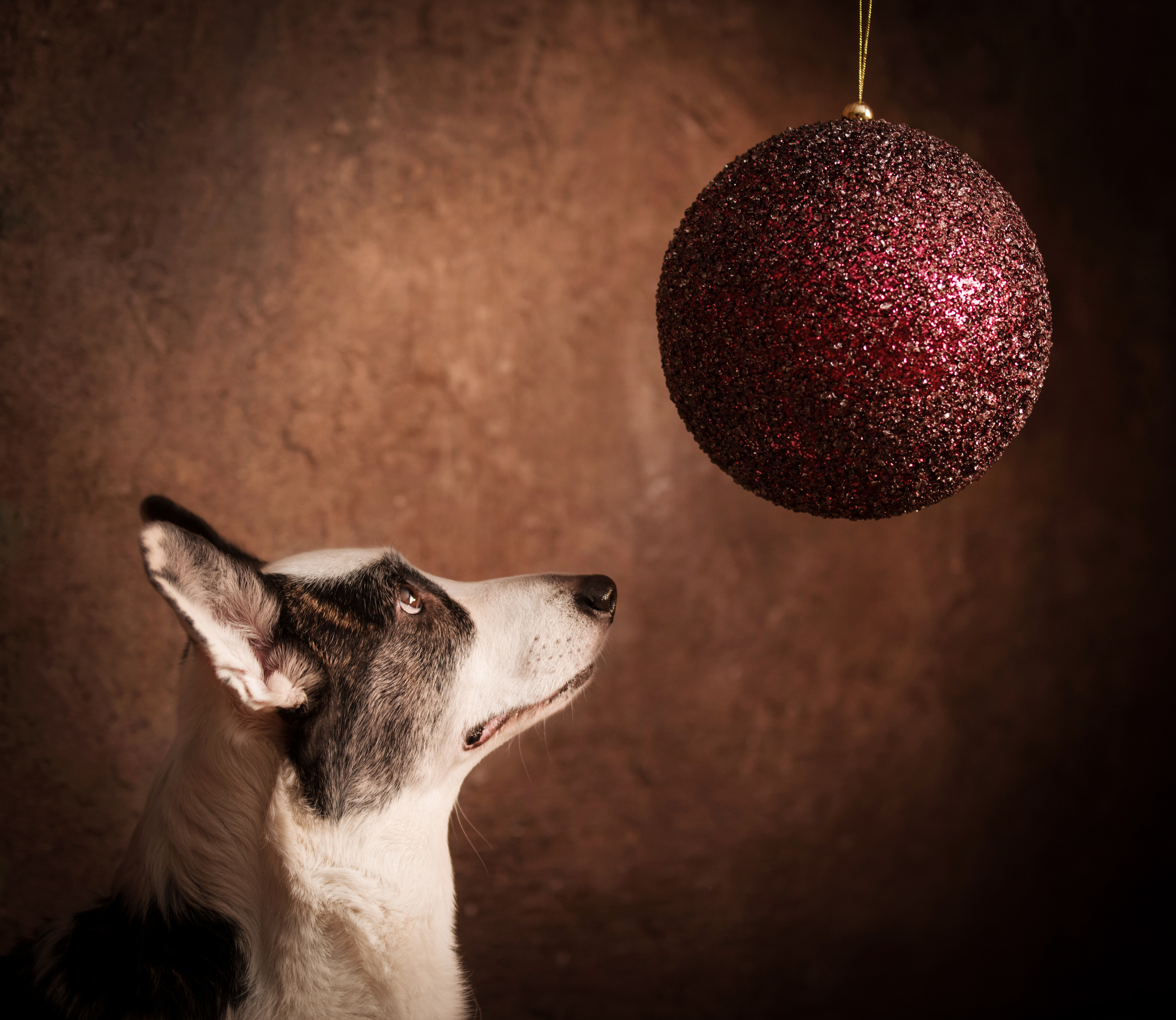 Портфолио. Фотограф-анималист в Екатеринбурге Марина Шишкина